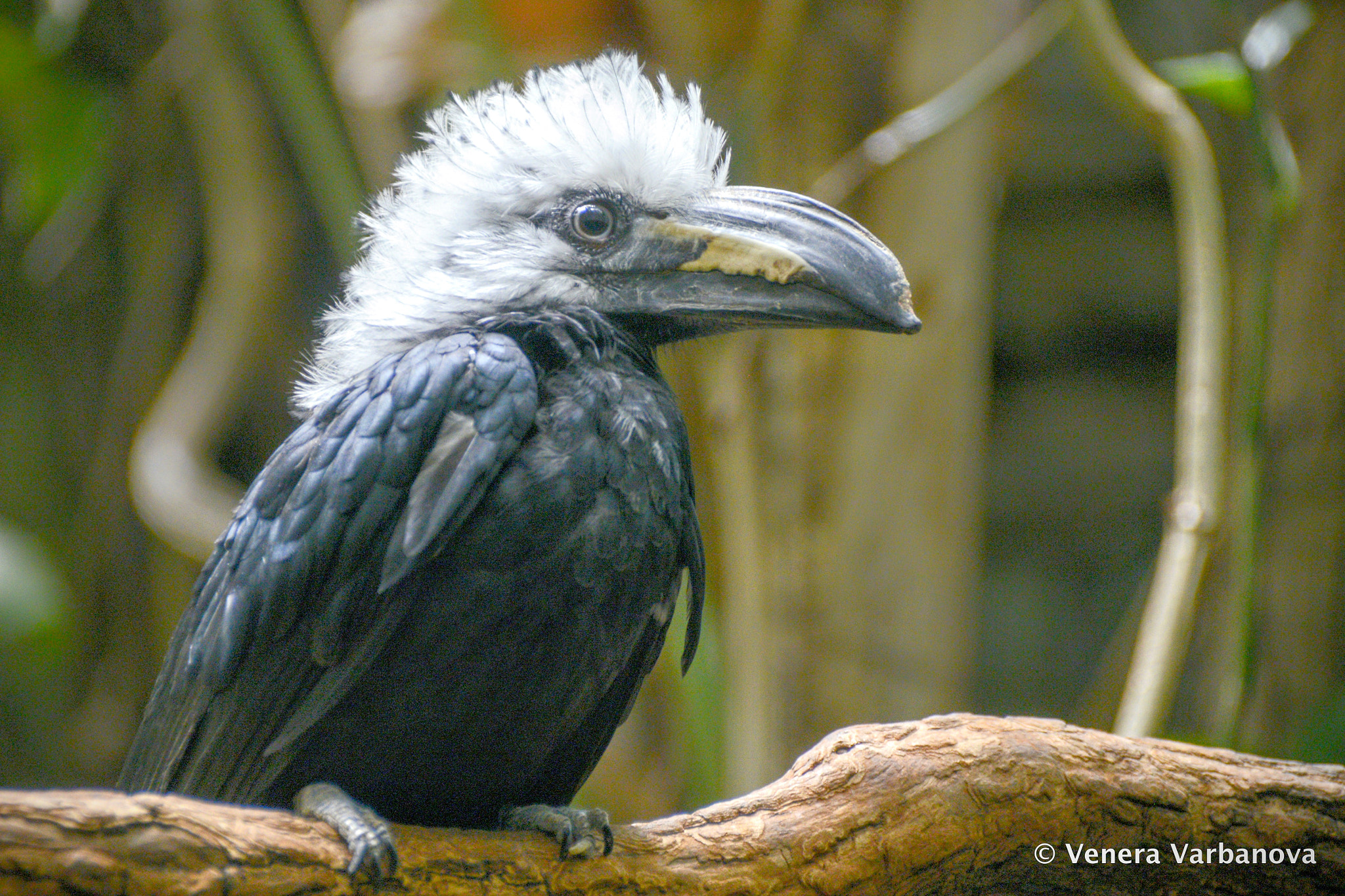 Nikon D800 sample photo. Birdy photography