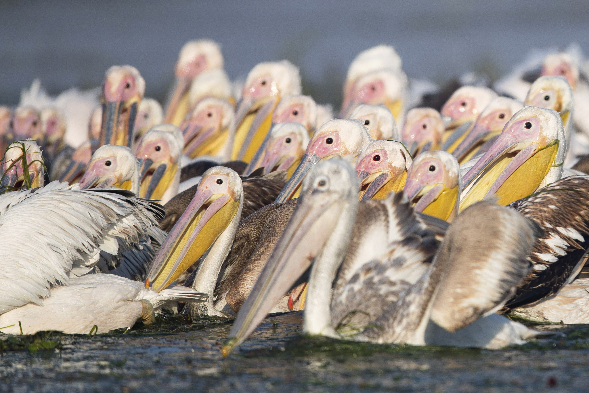 Canon EF 600mm F4L IS II USM sample photo. Pelican. photography