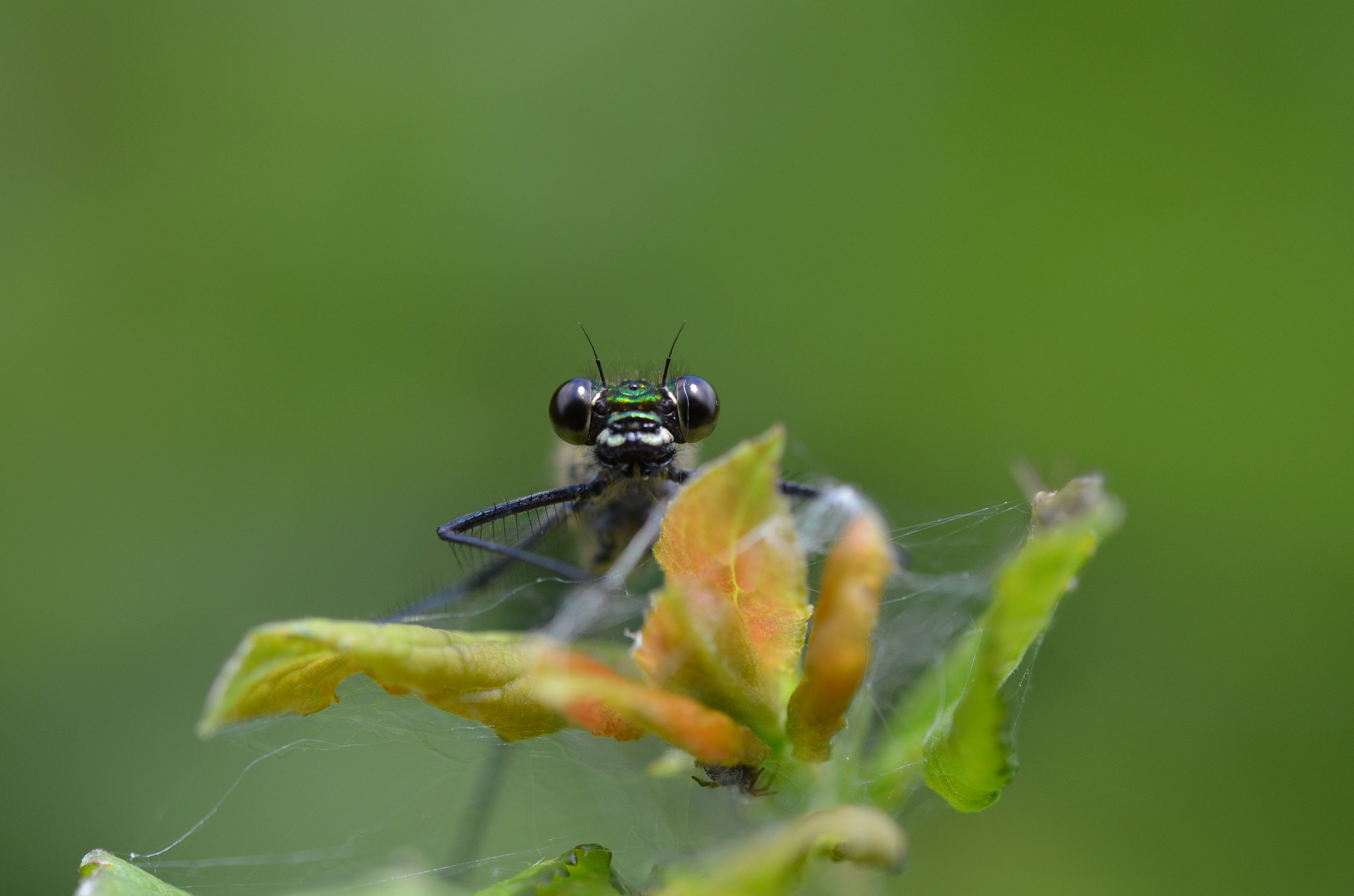 Sigma 105mm F2.8 EX DG OS HSM sample photo. Watching me, watching you photography