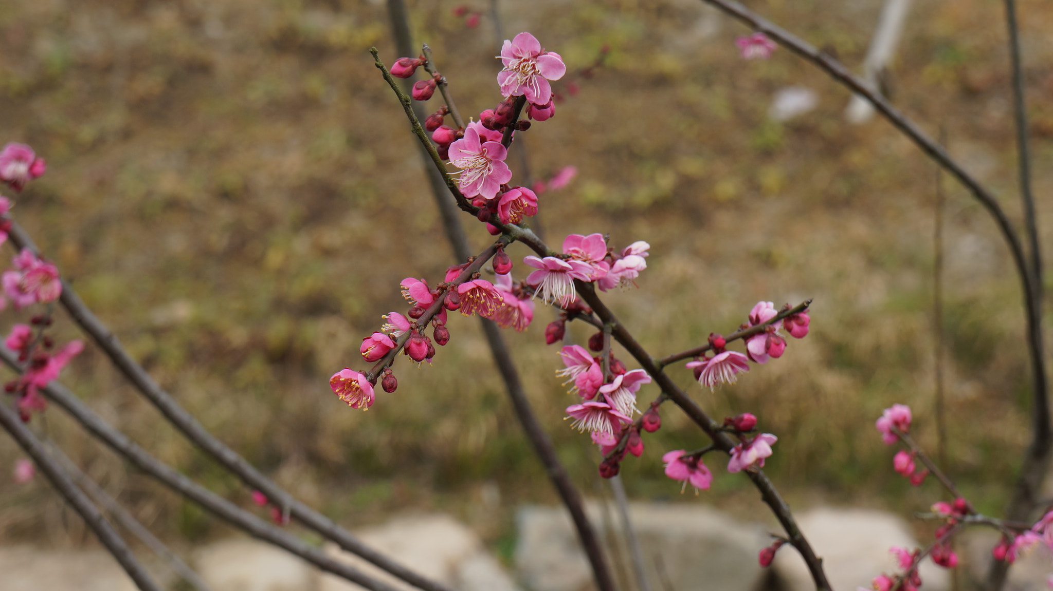 Sony Alpha NEX-5R + Sony E 18-55mm F3.5-5.6 OSS sample photo. Peach blossom photography