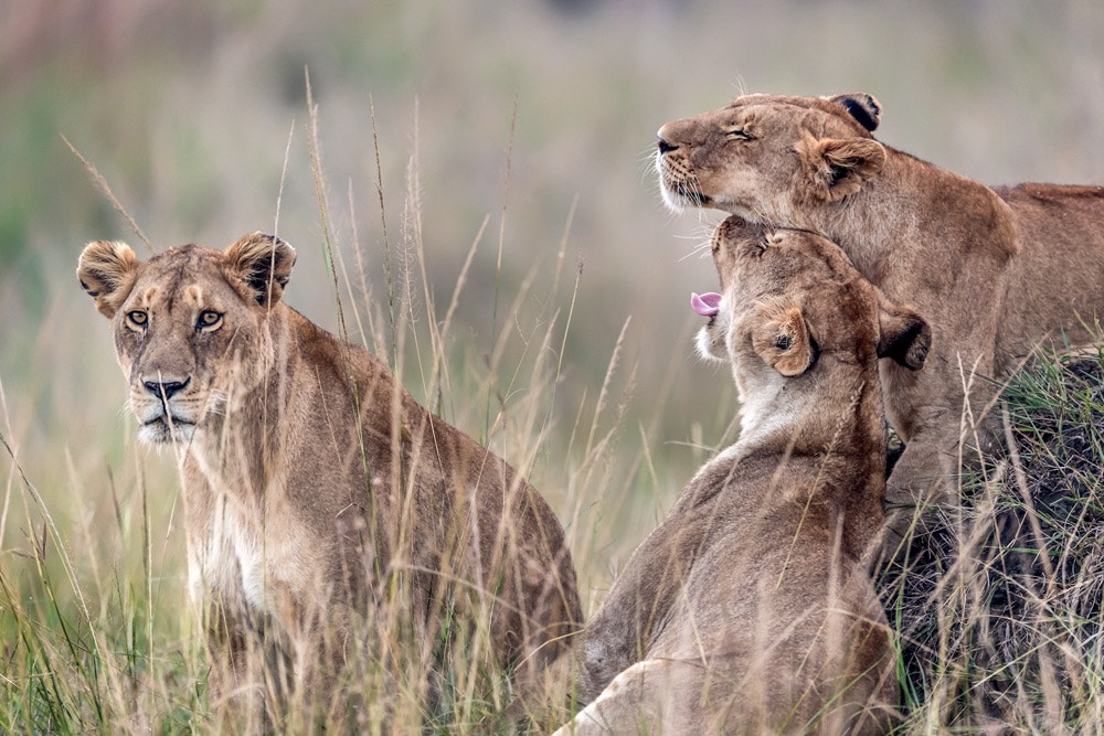 Nikon AF-S Nikkor 600mm F4E FL ED VR sample photo. Nice lionesses photography