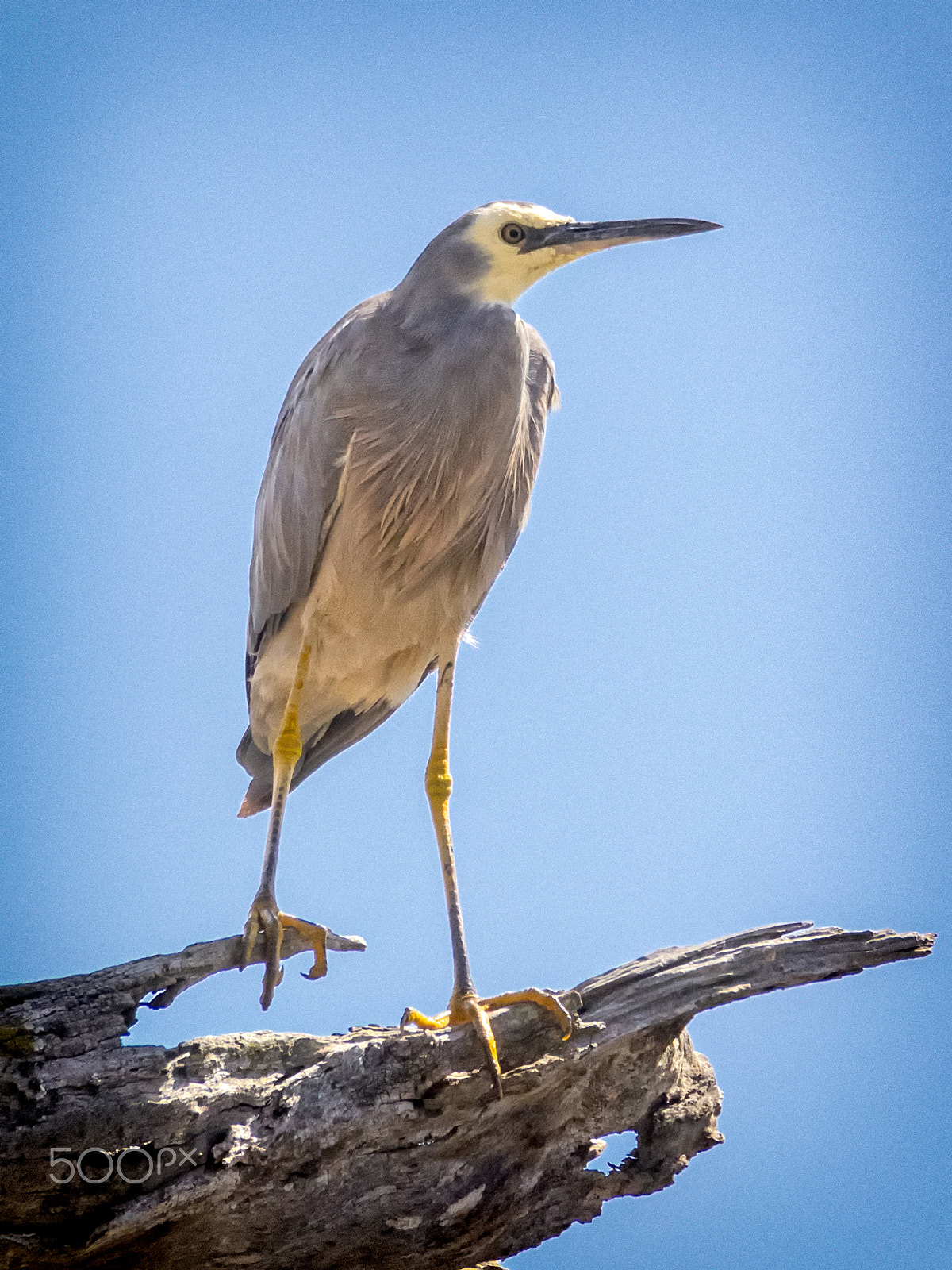 Olympus OM-D E-M1 sample photo. White-faced heron photography