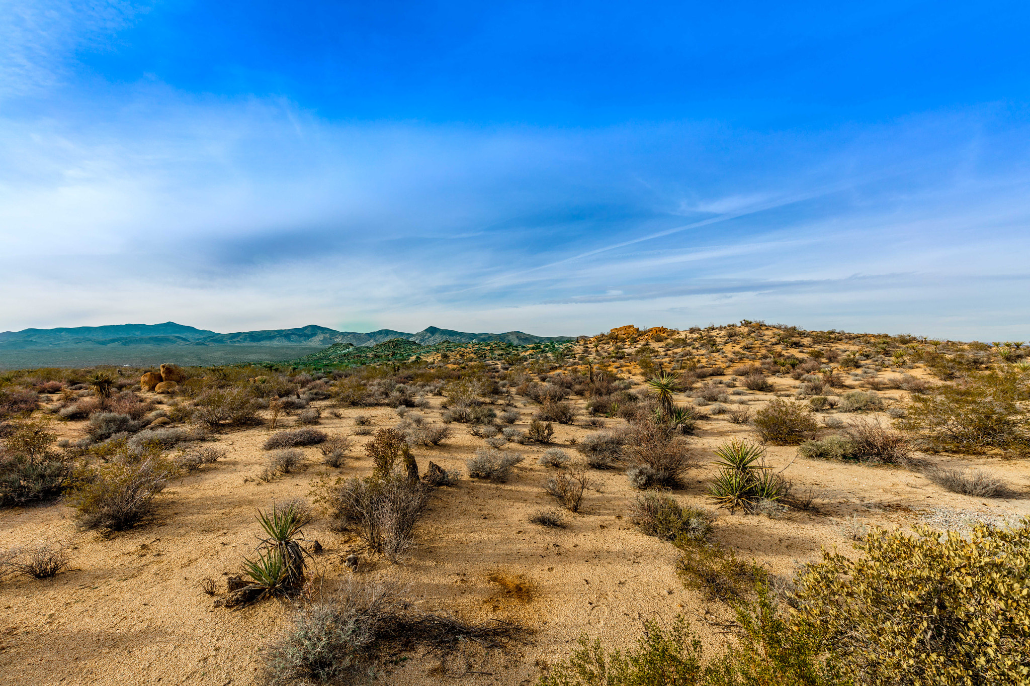 Canon EOS 5DS + Canon EF 300mm f/2.8L sample photo. Joshua tree national park photography