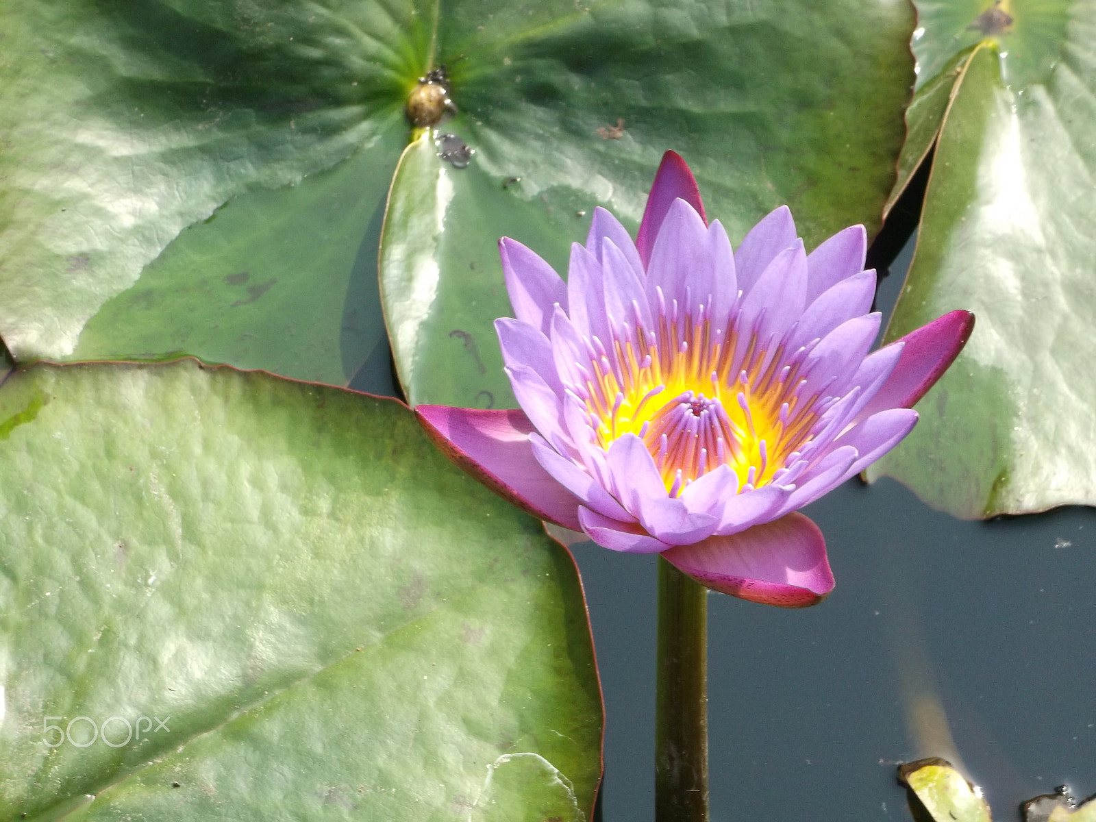 Fujifilm FinePix AX500 sample photo. Beautiful lotus in pond photography