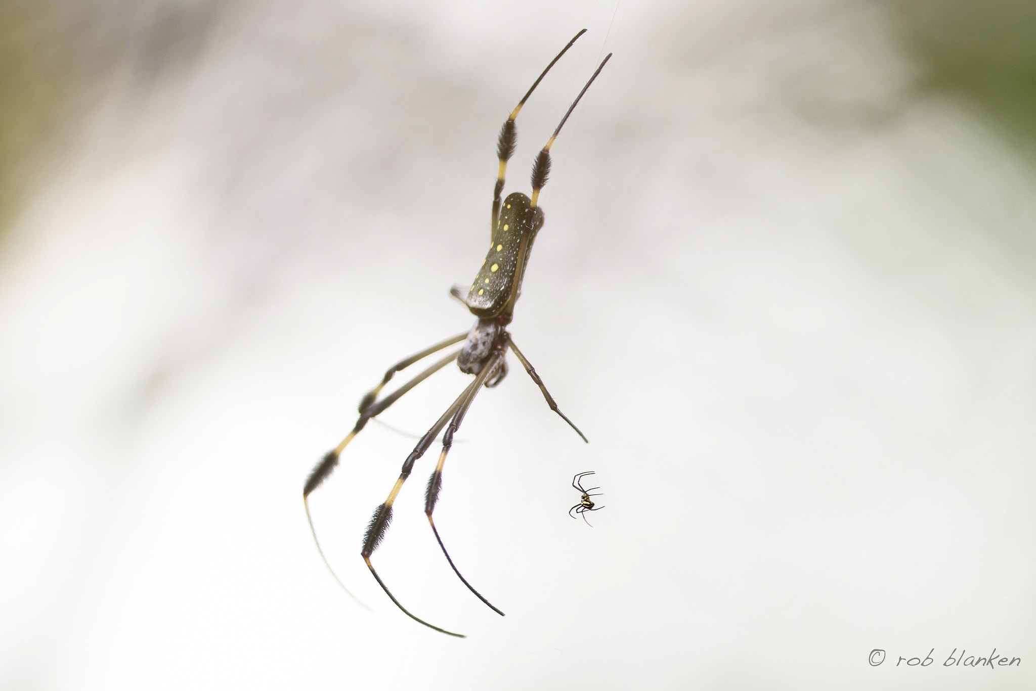 Nikon D810 sample photo. Spiderlove photography
