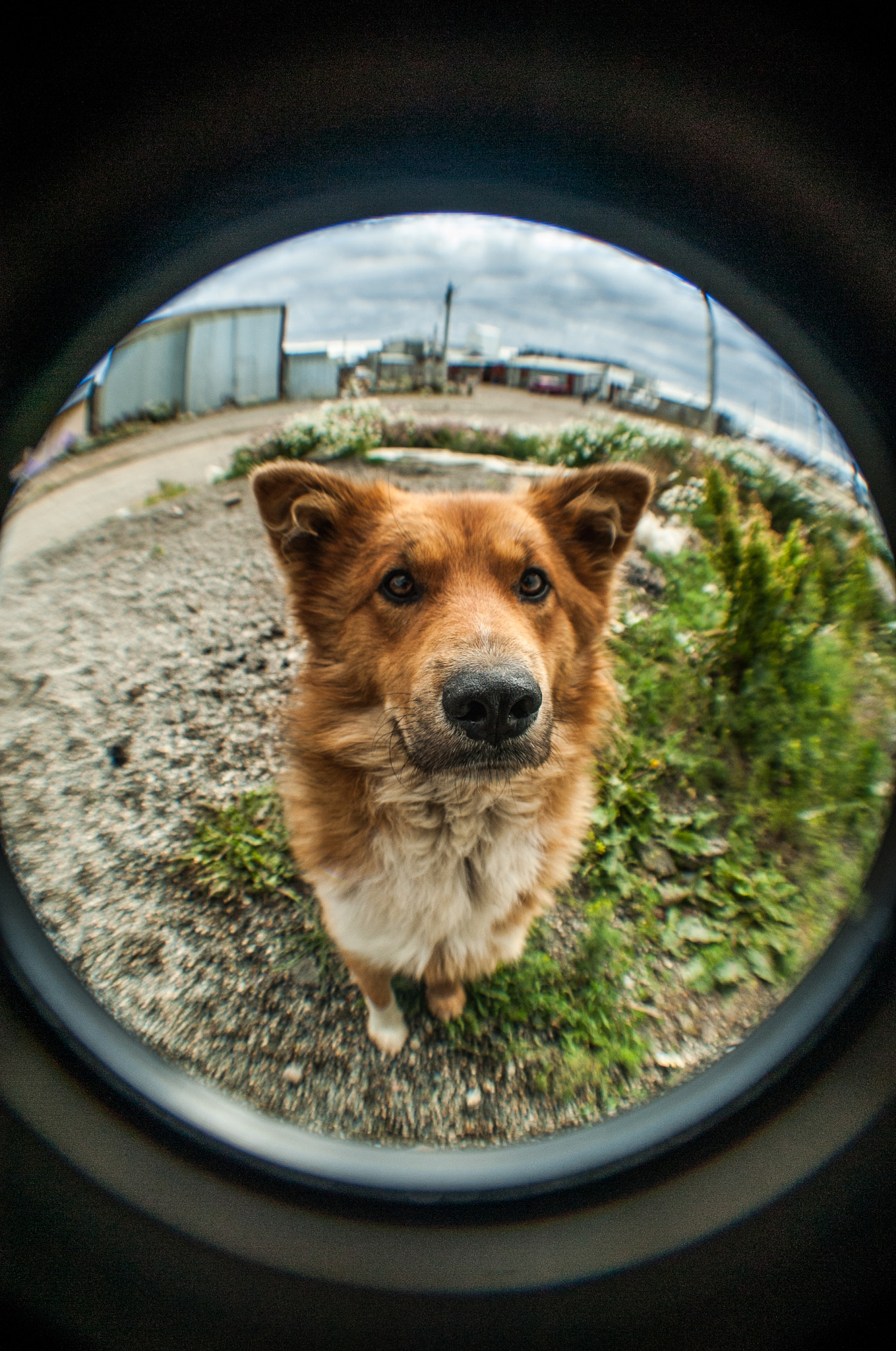 Nikon D700 sample photo. Love dog  photography