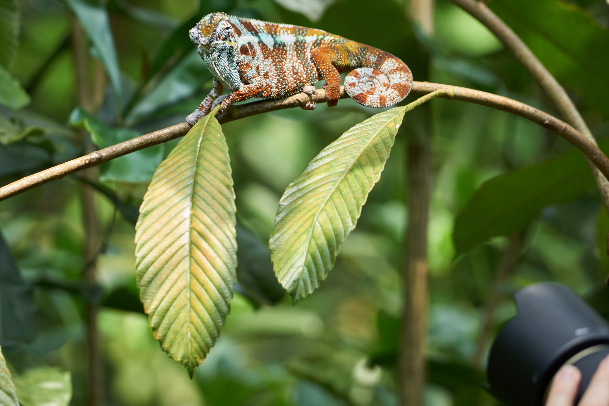 Sony a6000 + Sony FE 70-200mm F4 G OSS sample photo. Photoshooting with chameleon photography