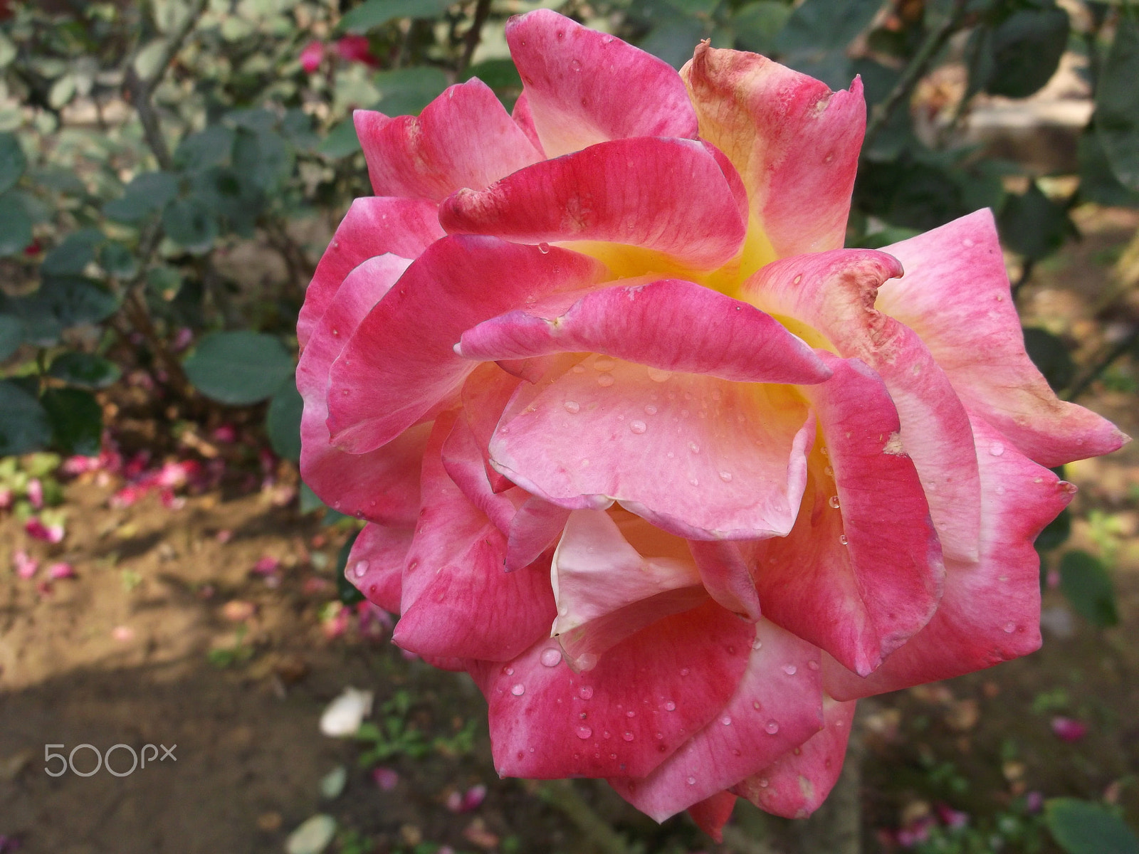 Fujifilm FinePix AX500 sample photo. Waterdrops on pink rose photography