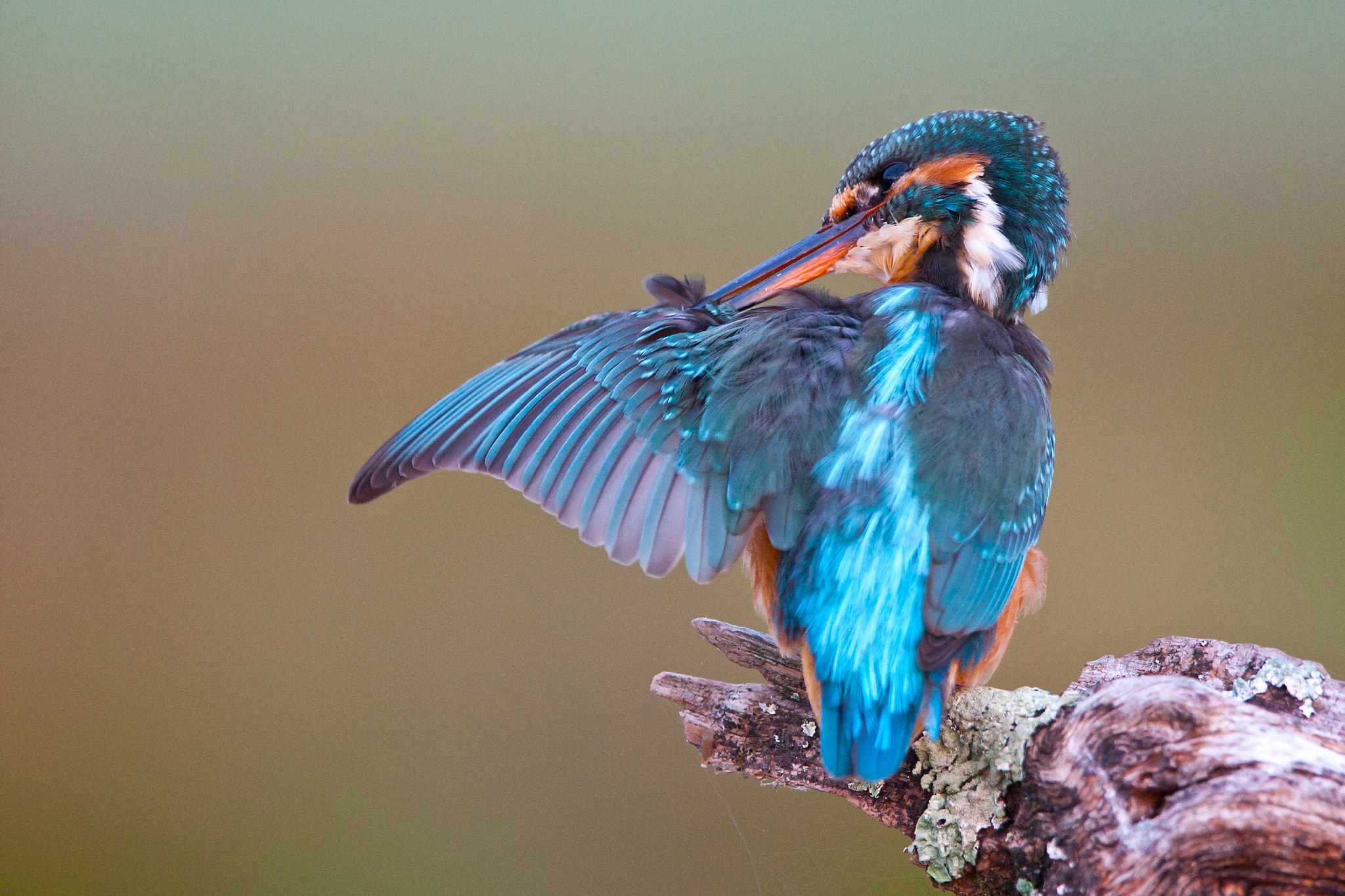 Canon EF 300mm F2.8L IS USM sample photo. Miss kingfisher photography