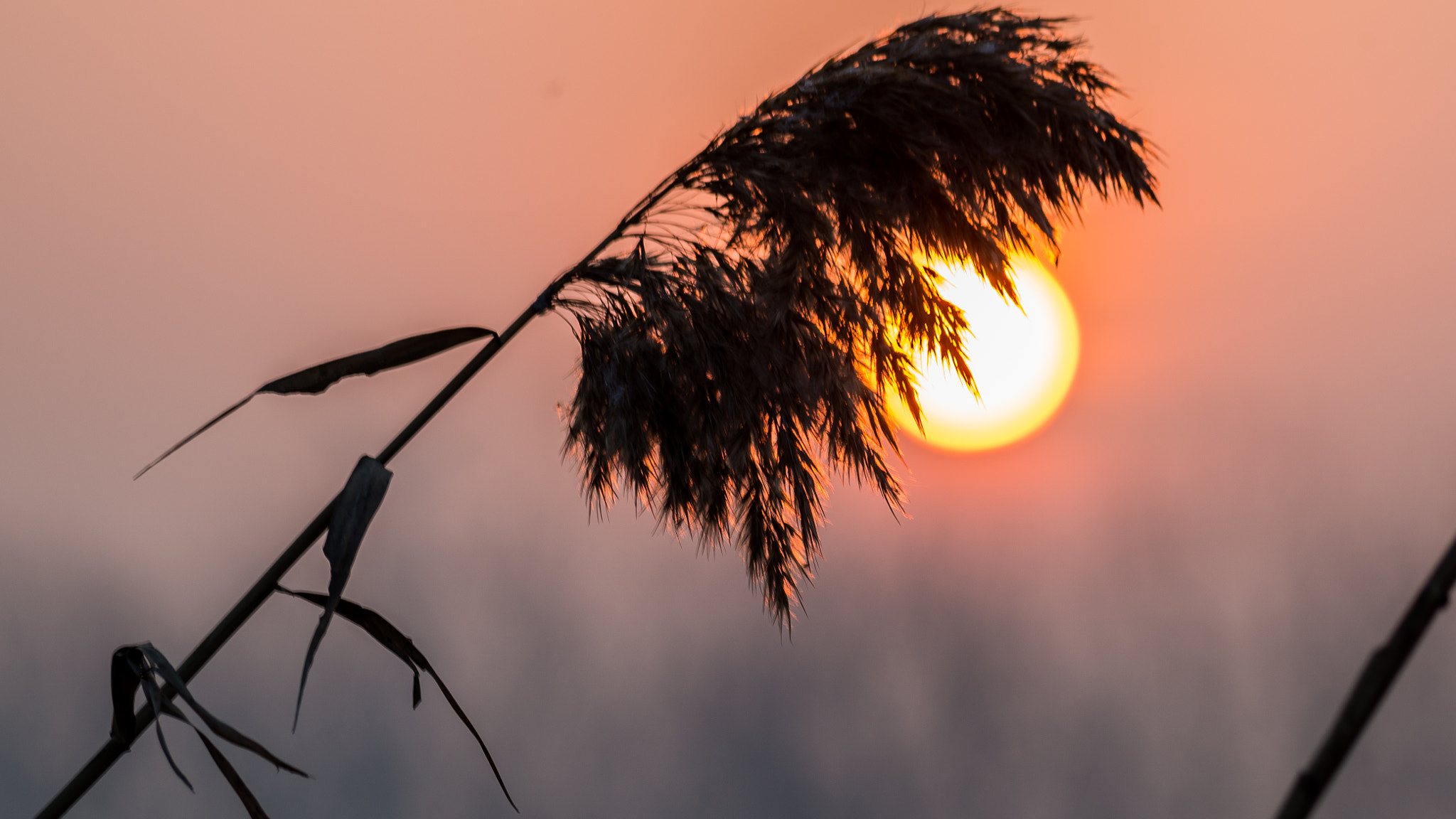 smc Pentax-DA L 50-200mm F4-5.6 ED WR sample photo. My village photography