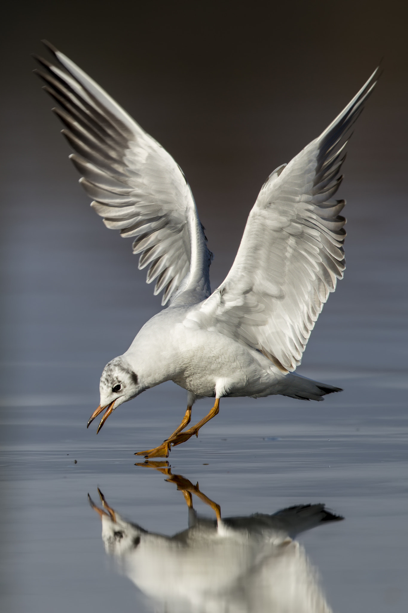 Canon EF 500mm F4L IS II USM sample photo. Landung photography