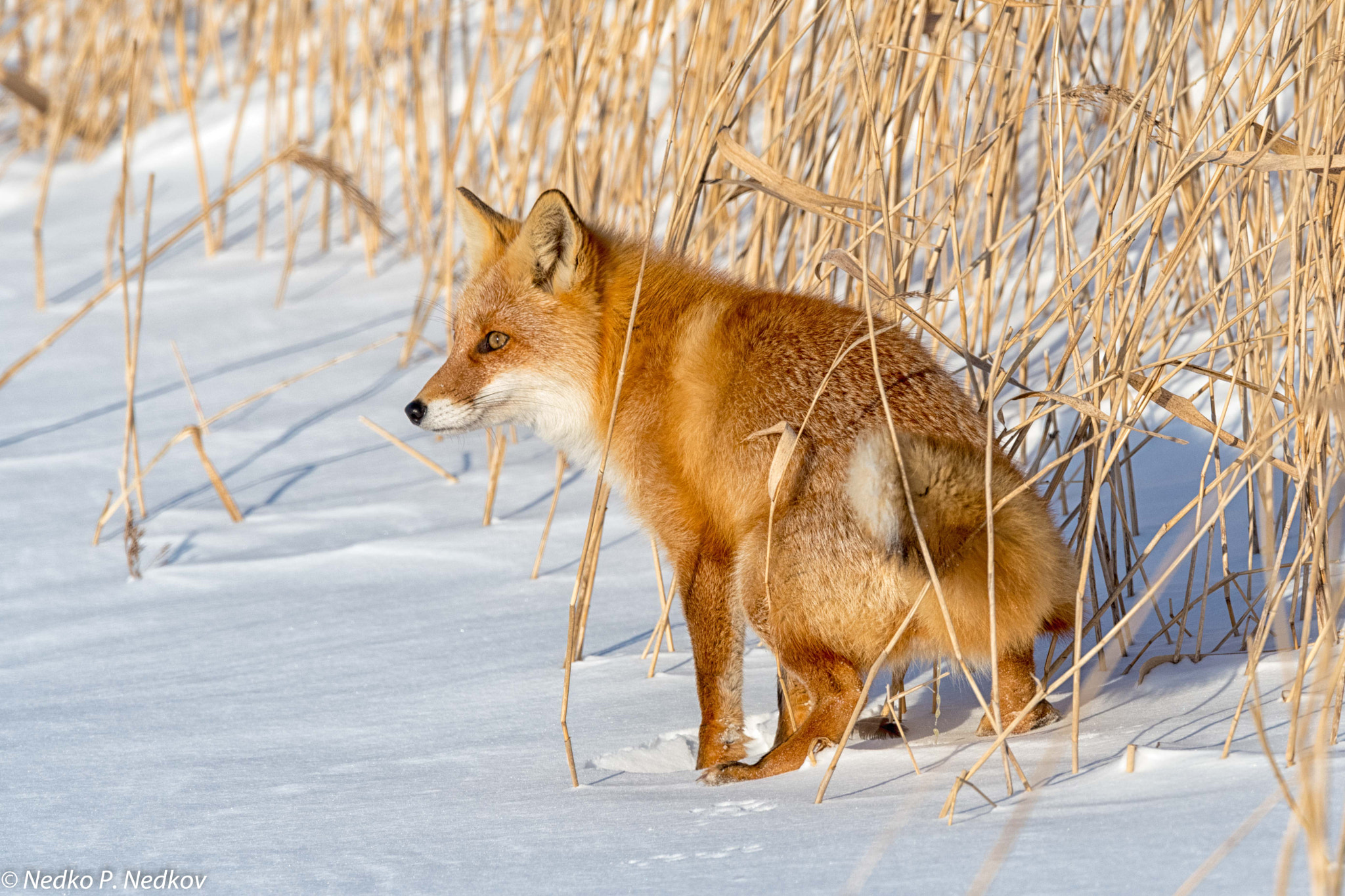 Nikon AF-S Nikkor 600mm F4E FL ED VR sample photo. No body can me see here photography