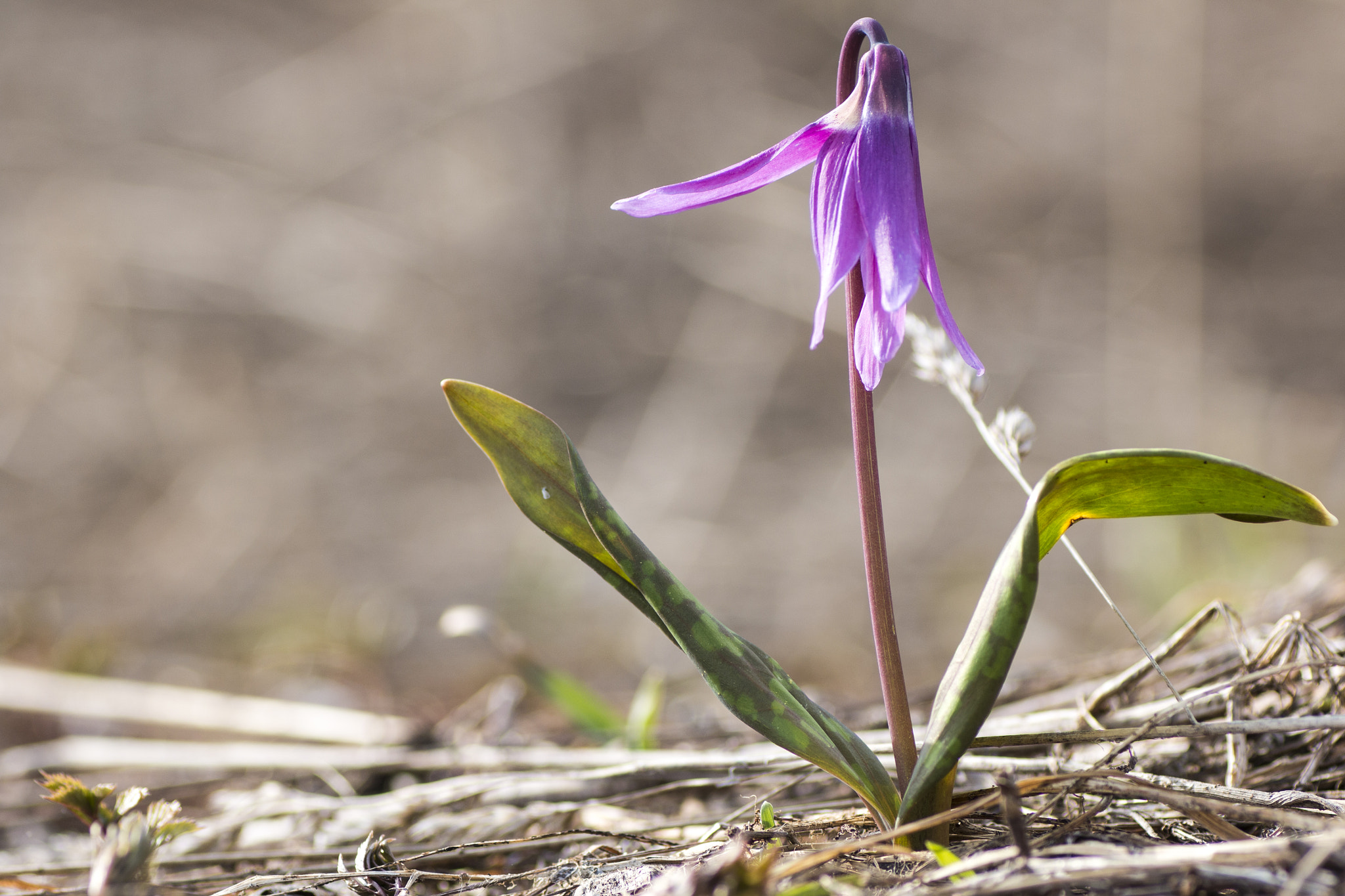 Tamron SP AF 90mm F2.8 Di Macro sample photo. First spring flowers, sunlight photography