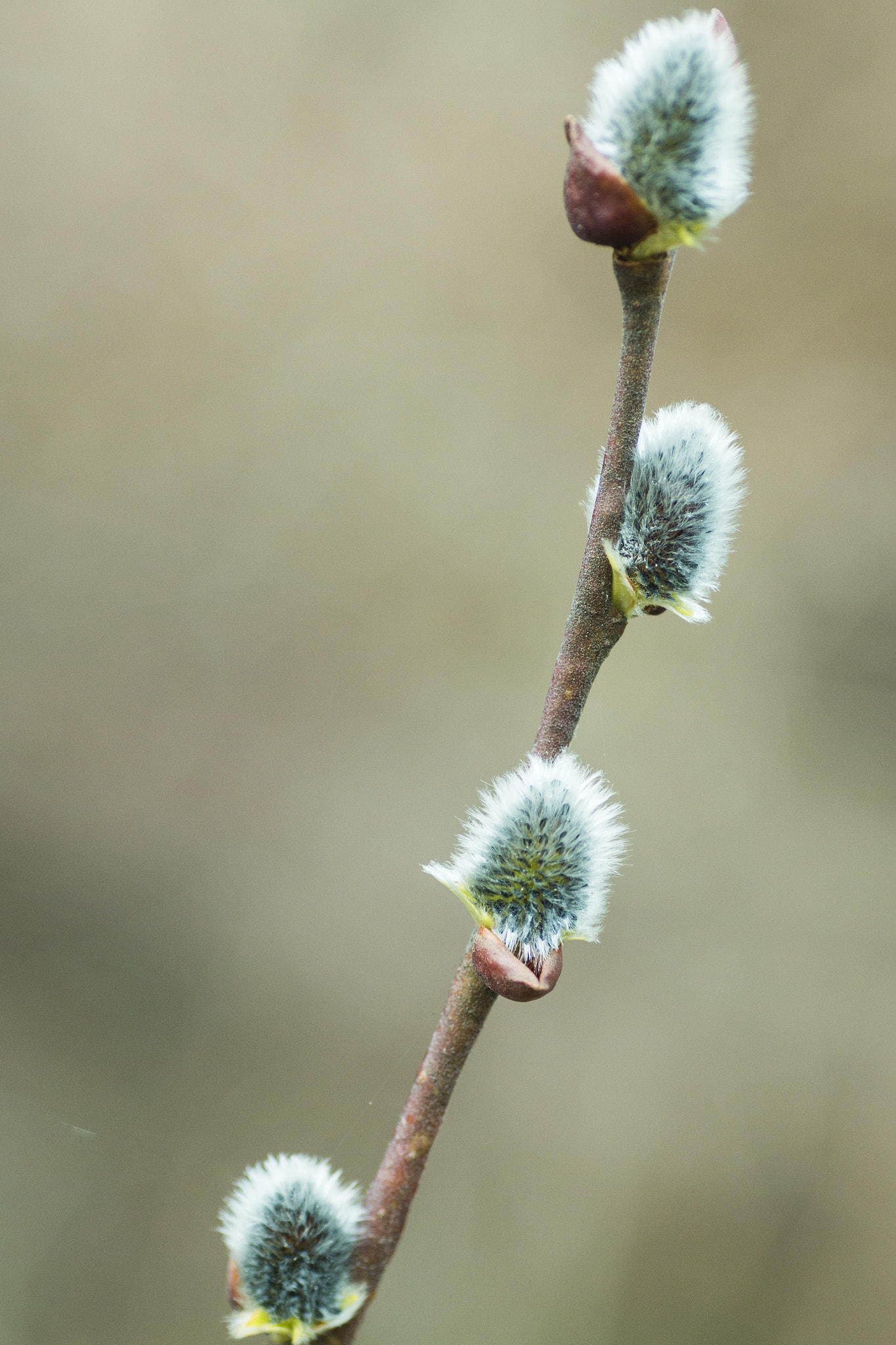 Canon EOS 70D + Tamron SP AF 90mm F2.8 Di Macro sample photo. Willow branch dissolved in the spring photography