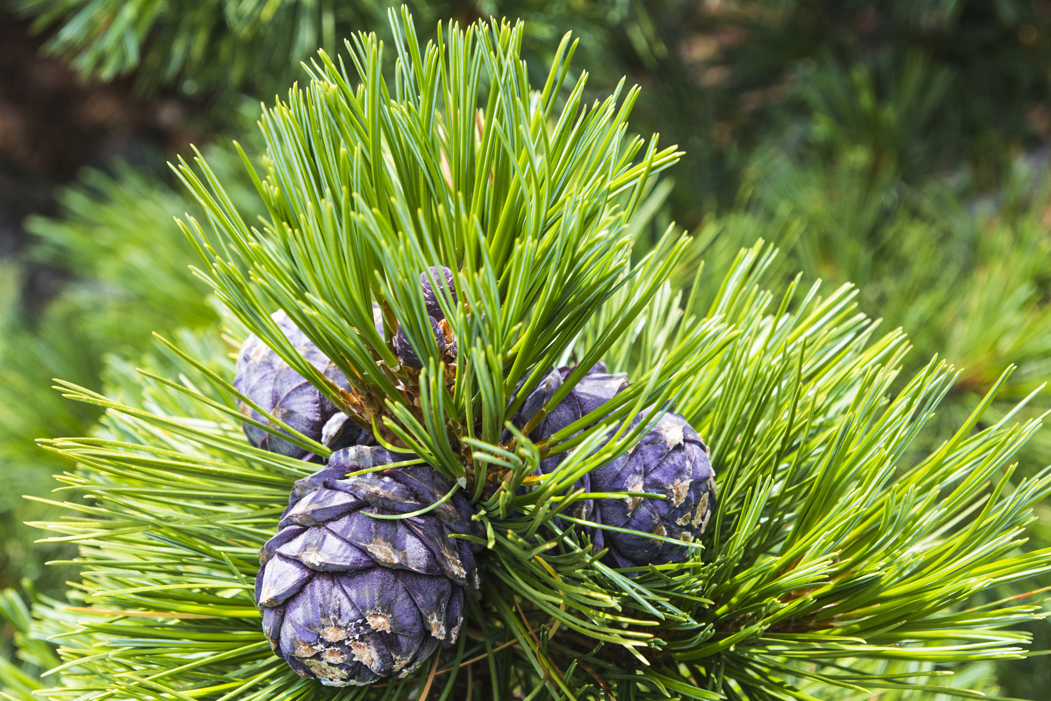 Tamron SP AF 17-50mm F2.8 XR Di II LD Aspherical (IF) sample photo. Fresh needle leaves on pine branch at spring photography