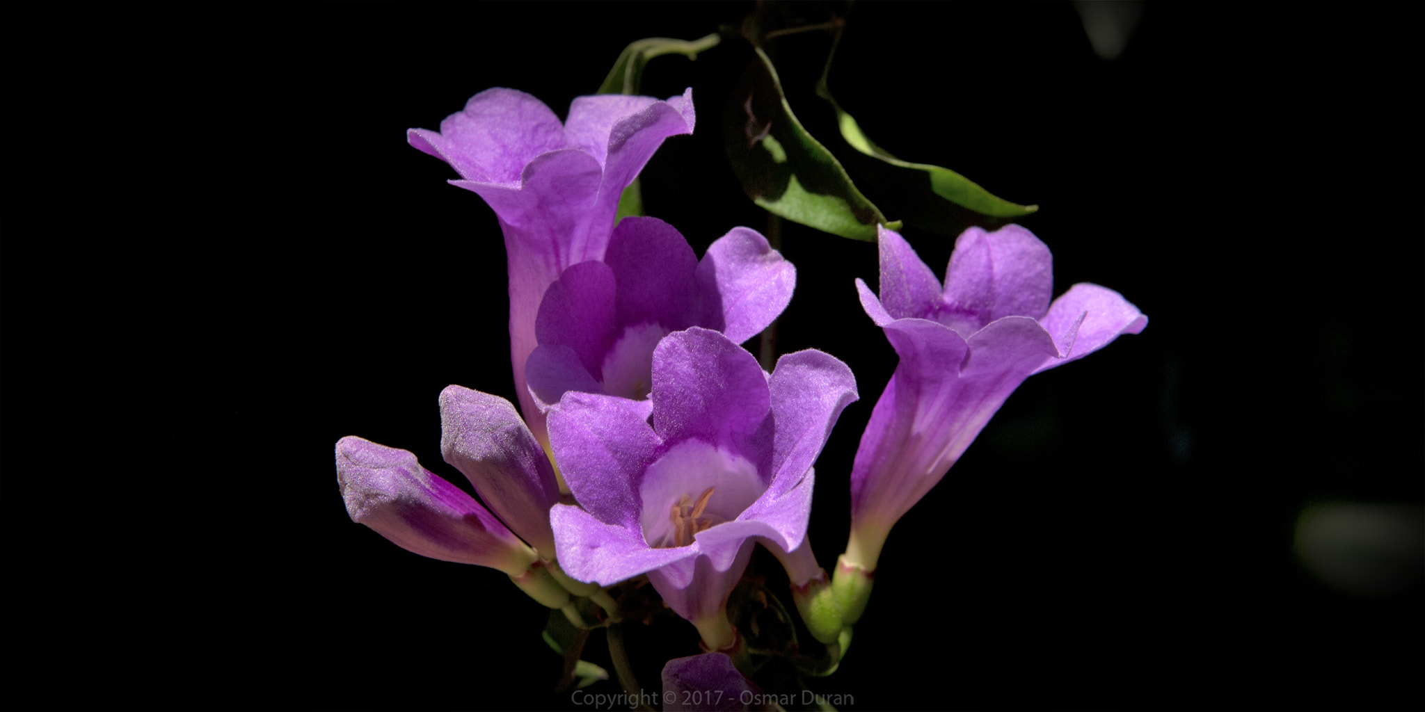 Nikon D200 sample photo. Purple photography