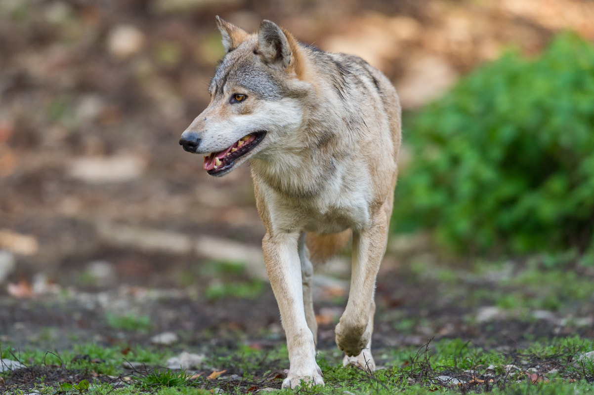 Nikon D4S + Nikon AF-S Nikkor 400mm F2.8G ED VR II sample photo. Wolf photography