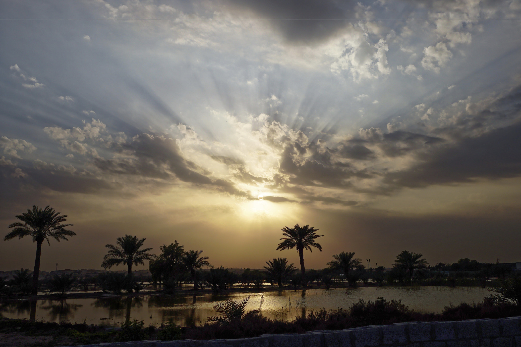 Sony Sonnar T* E 24mm F1.8 ZA sample photo. Sunset at oasis formed near the qatar animal welfare society photography