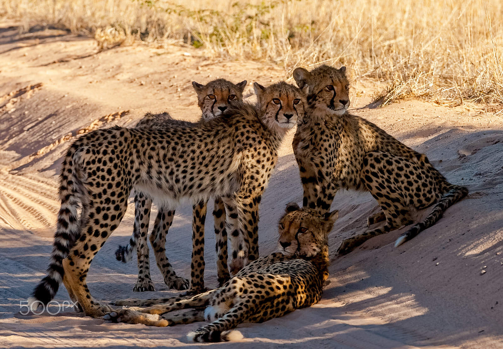 Nikon D3 sample photo. Daisy with cubs (probably) photography