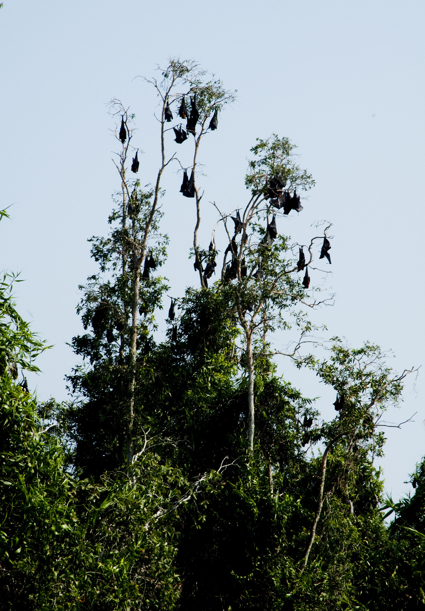 Nikon D300S sample photo. Big bats photography