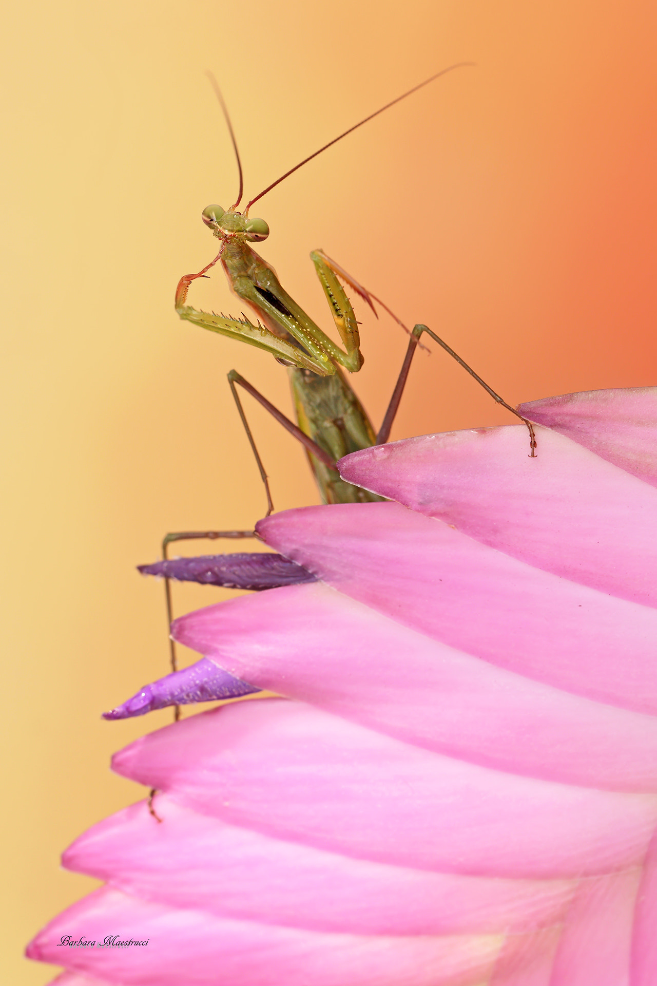 Canon EF 100mm F2.8L Macro IS USM sample photo. Si lo so'  belli si nasce! photography