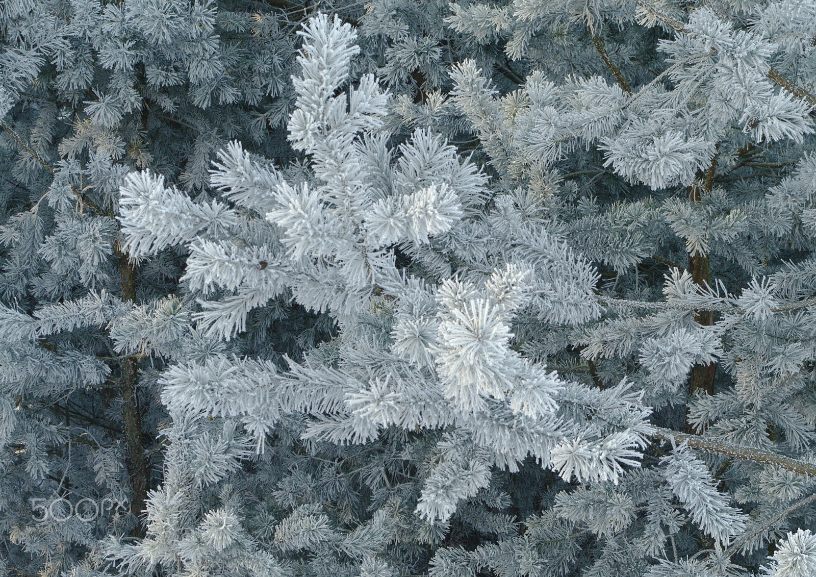 Samsung GX-20 sample photo. Frozen tree... photography