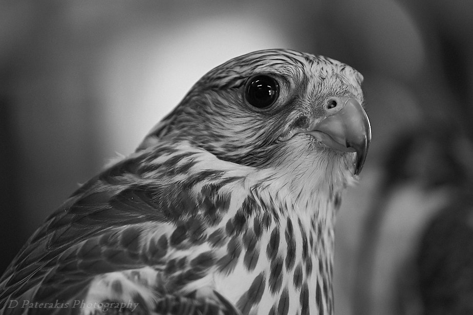 Fujifilm X-T10 + Fujifilm XF 50-140mm F2.8 R LM OIS WR sample photo. Falcon eye photography