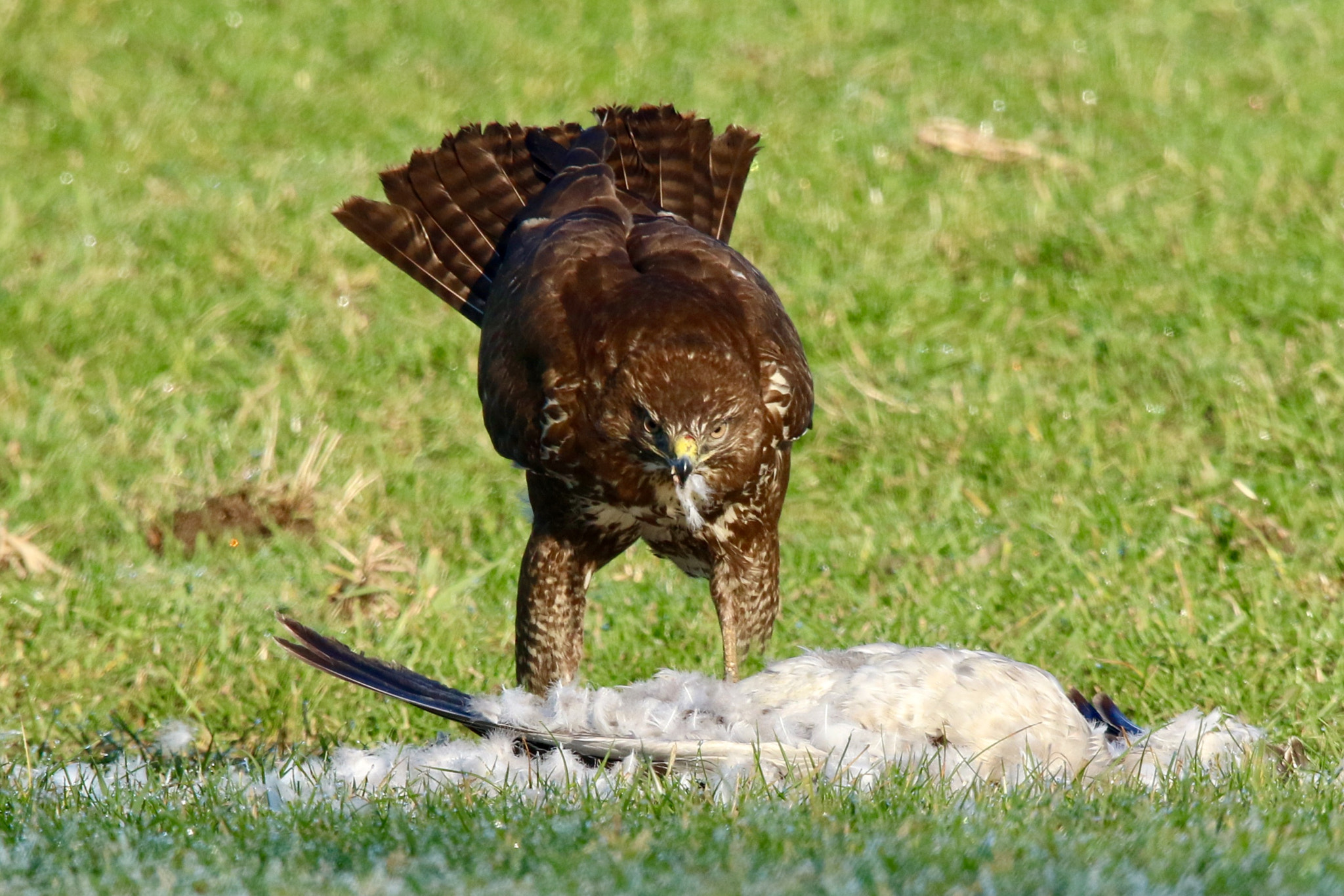 Sigma 150mm f/2.8 EX DG OS HSM APO Macro sample photo. Buzzard there is enough to eat,photo is taken nearby the culemborgse vliet. photography