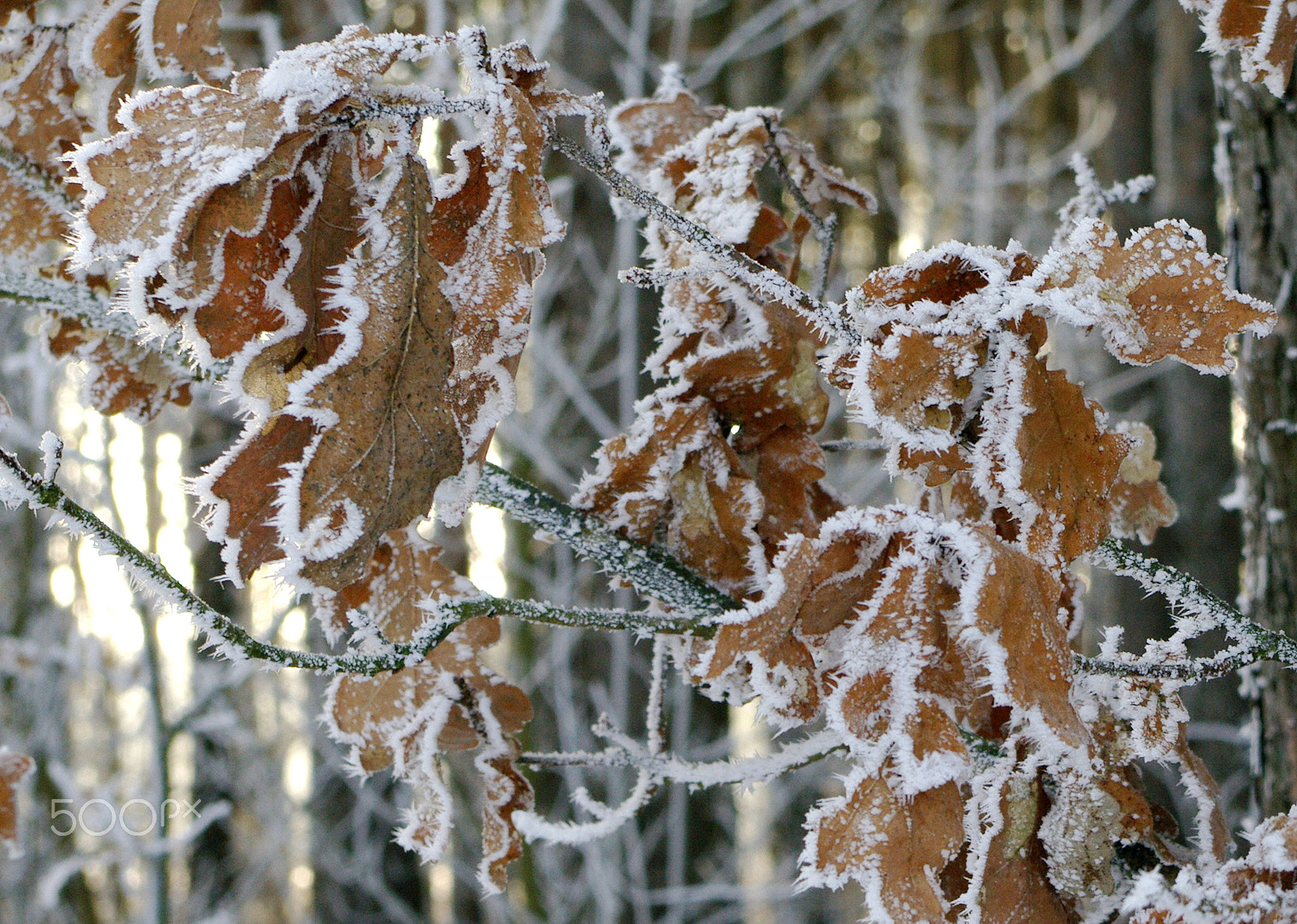 Samsung GX-20 sample photo. Oak tree leafs.. photography