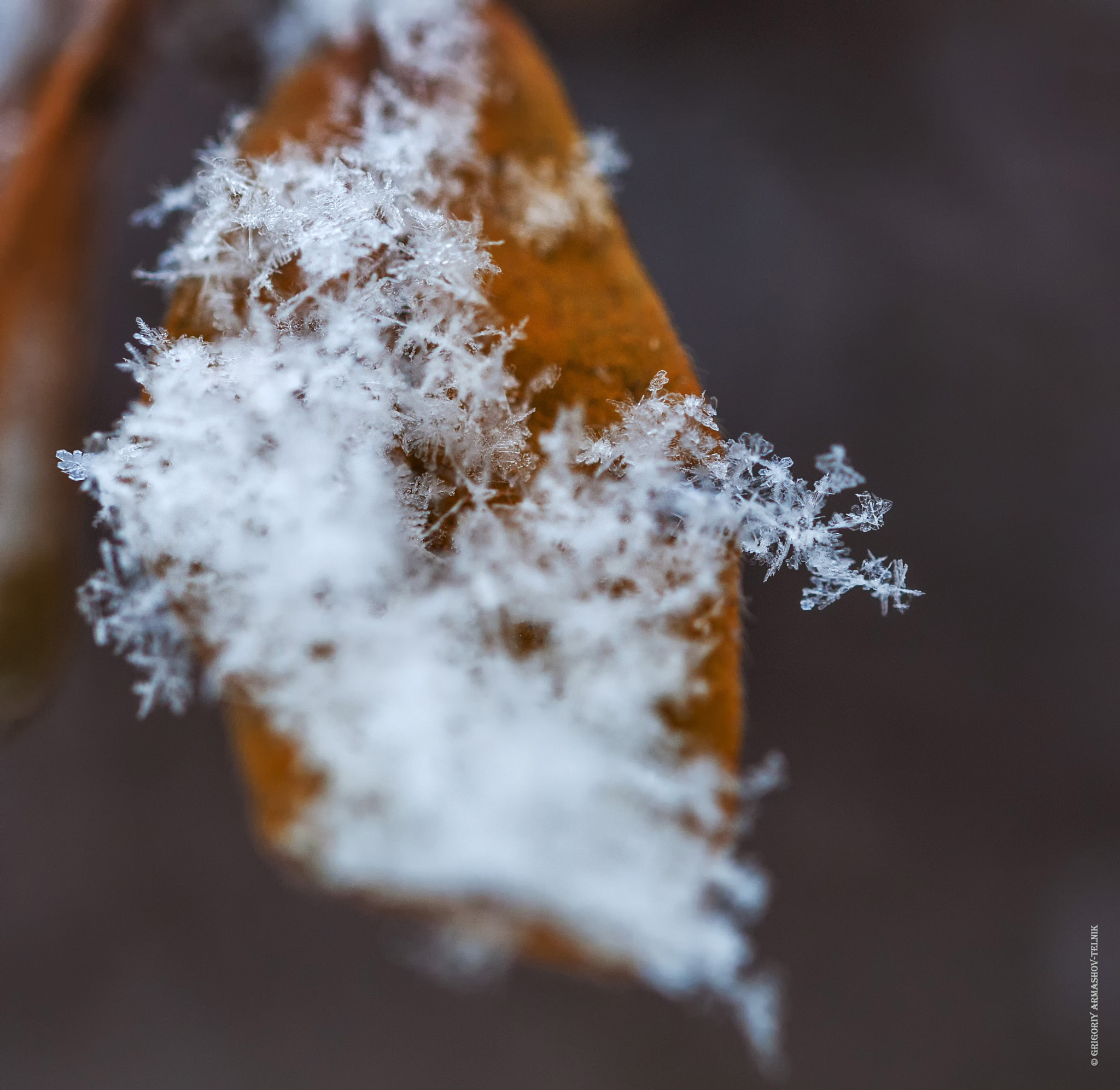 Sigma 105mm F2.8 EX DG OS HSM sample photo. Snowflake (2) photography