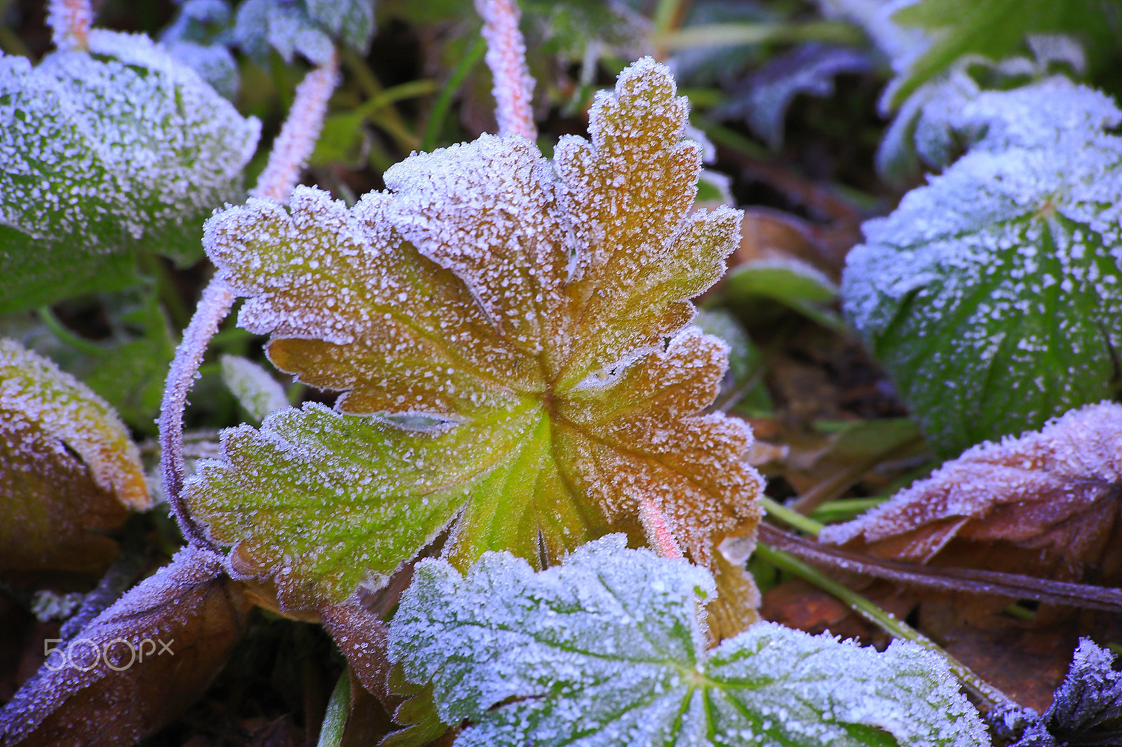 Sigma 70-300mm F4-5.6 APO DG Macro sample photo. Frozen leaves photography