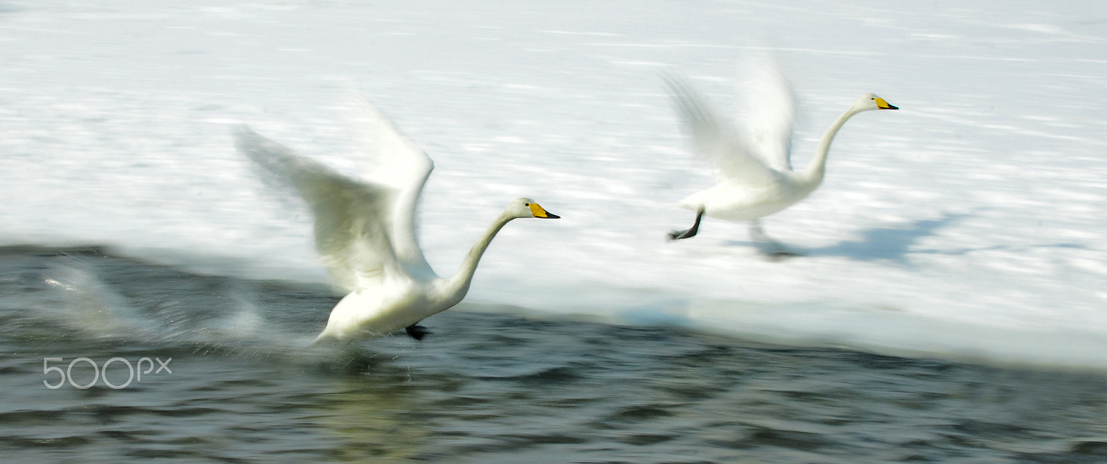 Nikon D300 + Nikon AF-S Nikkor 28-300mm F3.5-5.6G ED VR sample photo. The racing of swan photography