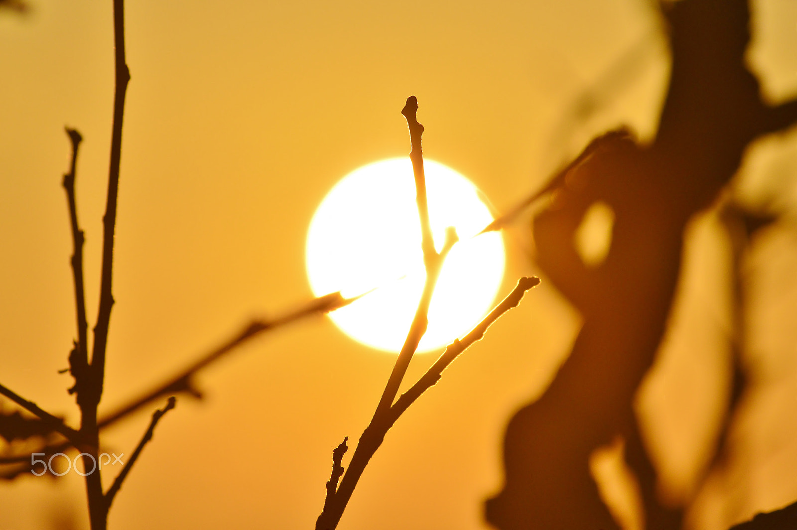 Nikon D3200 + AF Zoom-Nikkor 70-300mm f/4-5.6D ED sample photo. Sunrise......裏山の朝 photography