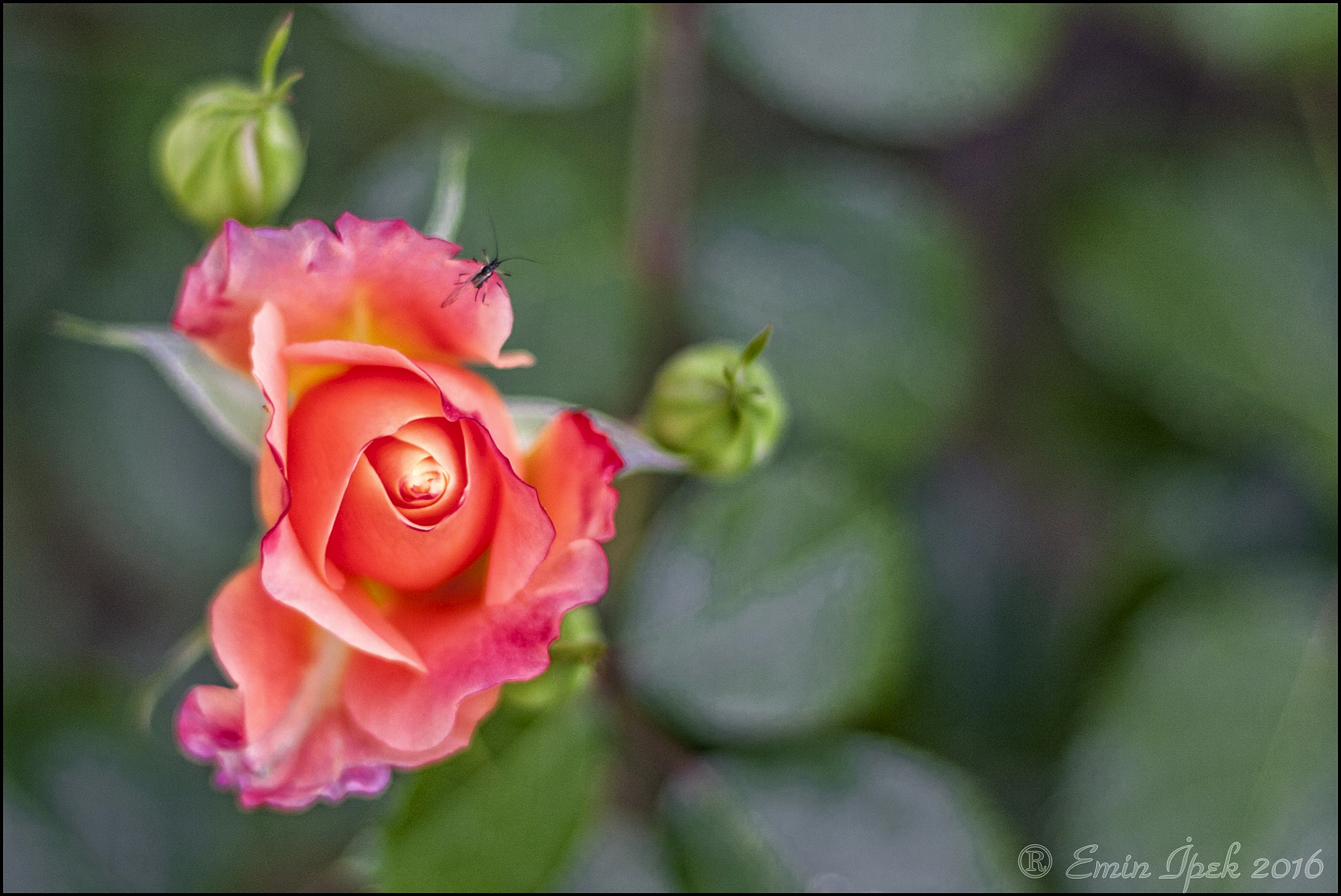 Canon EOS 40D + Canon EF 50mm F1.8 STM sample photo. Rose photography