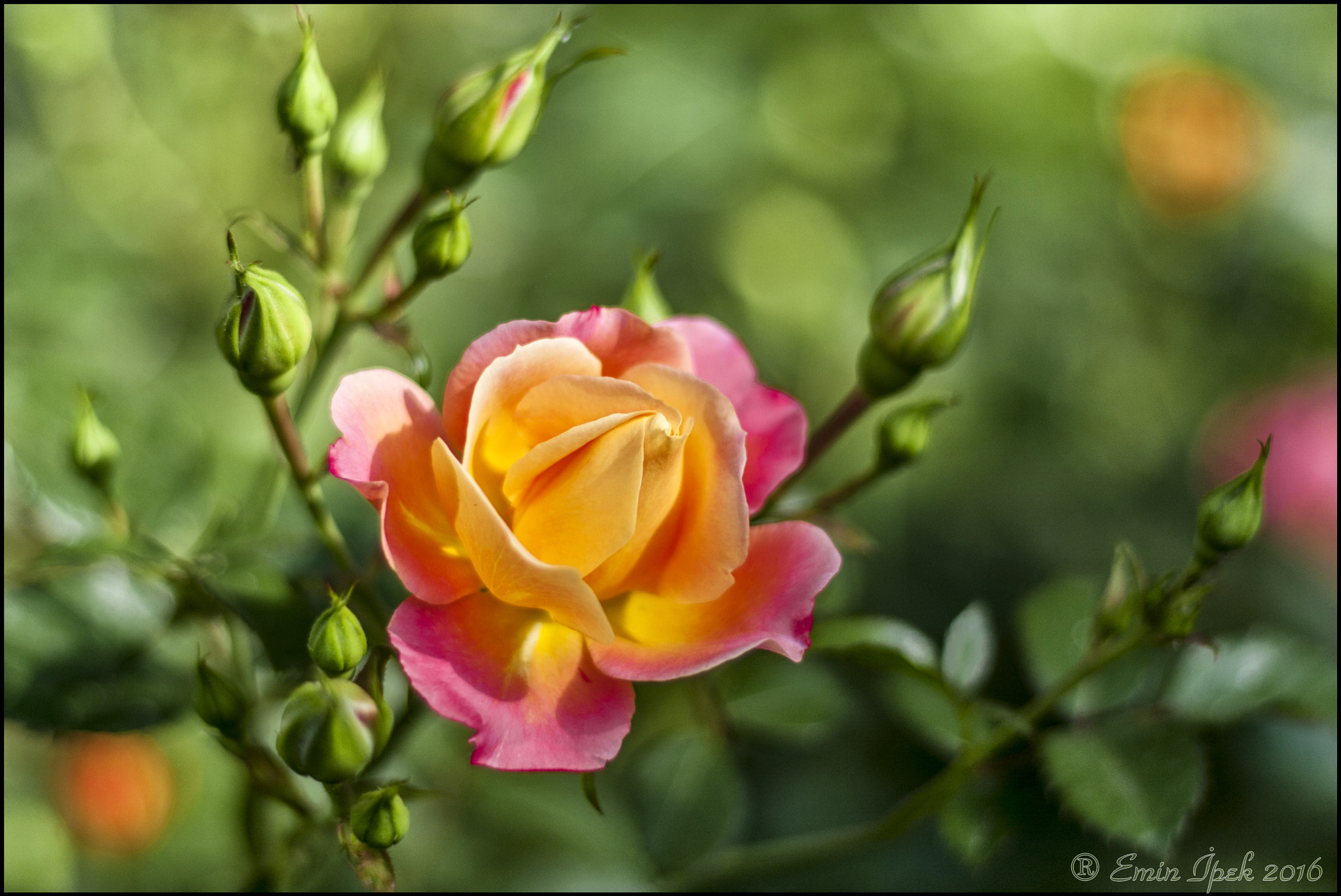 Canon EOS 40D + Canon EF 50mm F1.8 STM sample photo. Rose photography