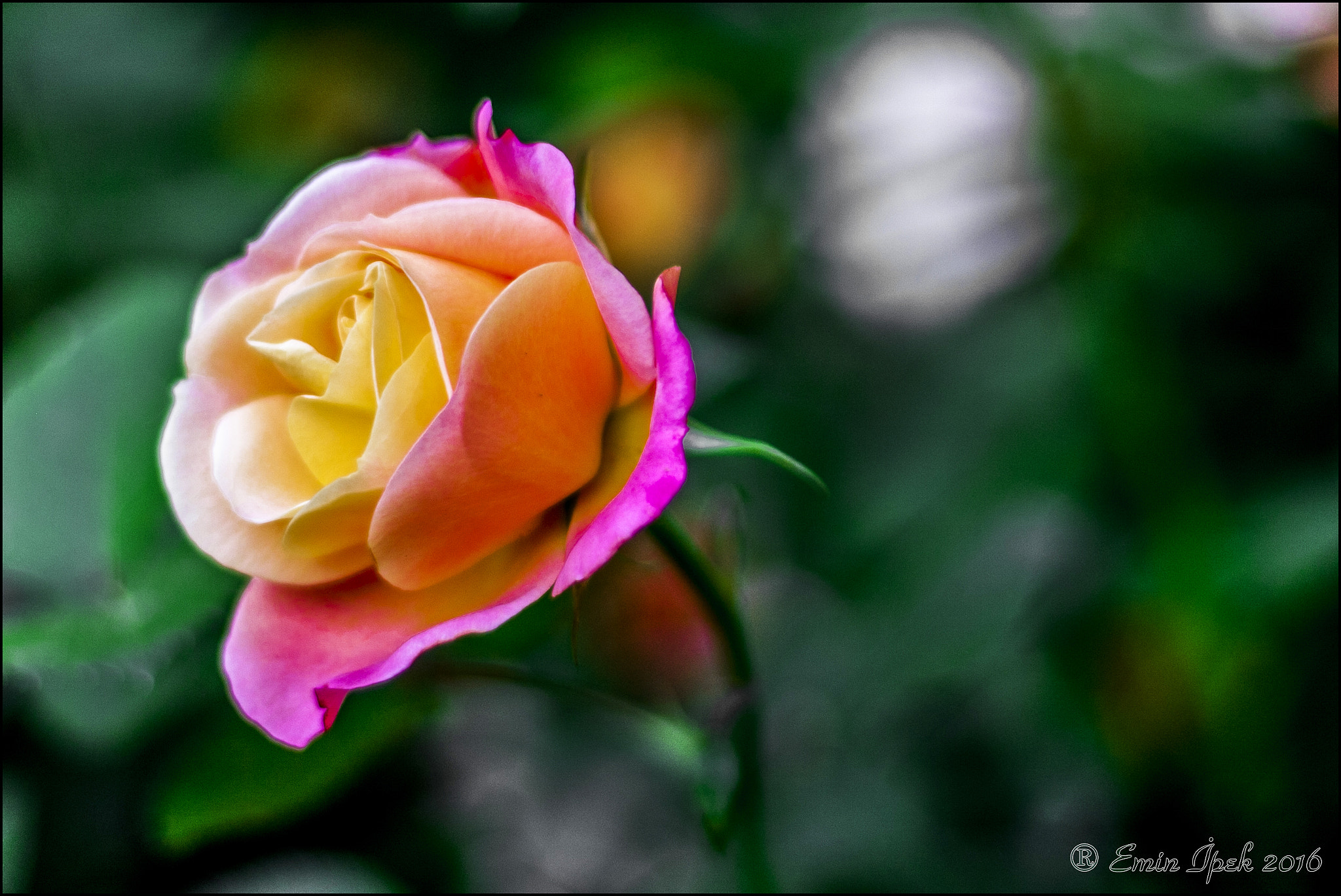 Canon EOS 40D + Canon EF 50mm F1.8 STM sample photo. Rose photography