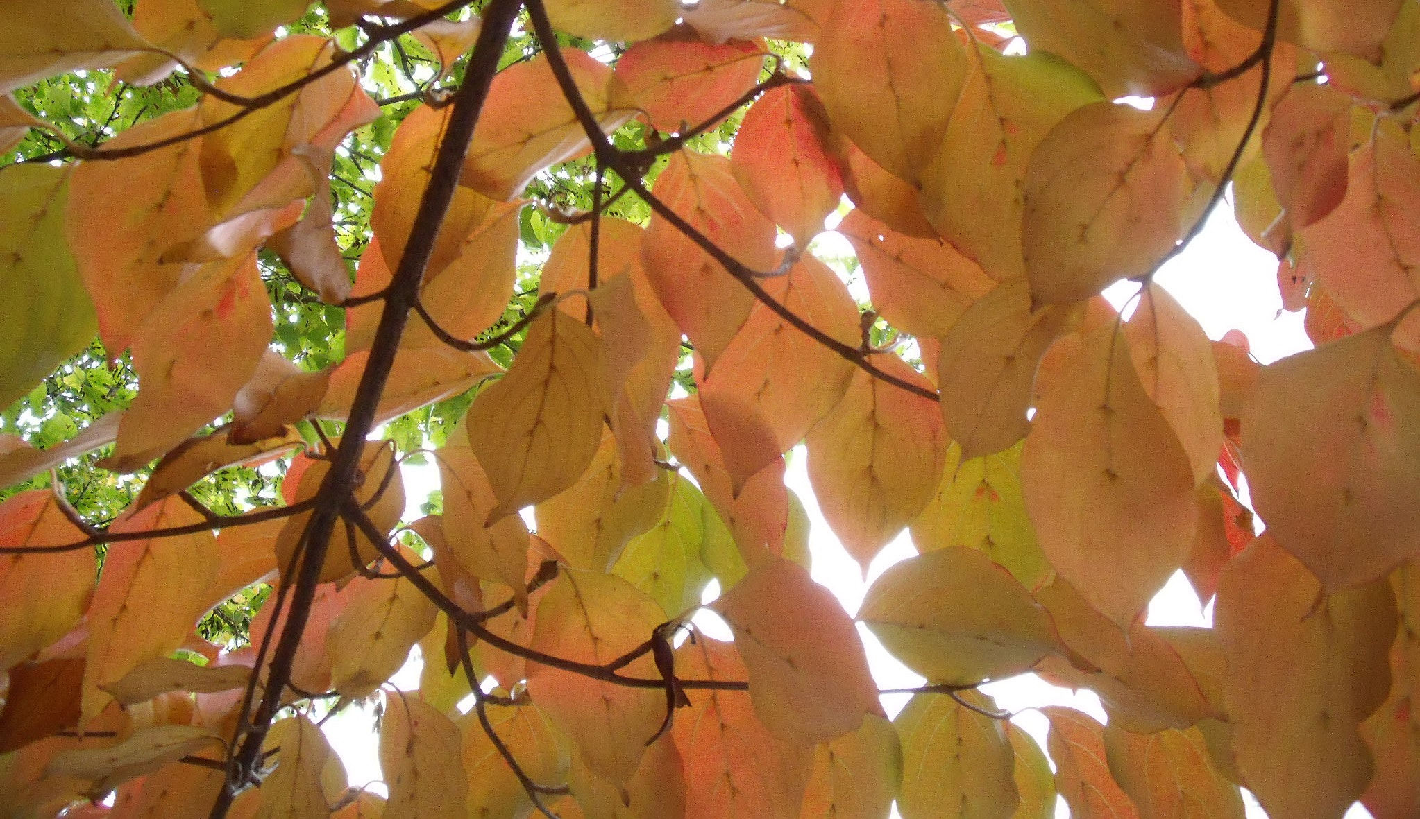 Fujifilm FinePix J110W sample photo. Autumn photography