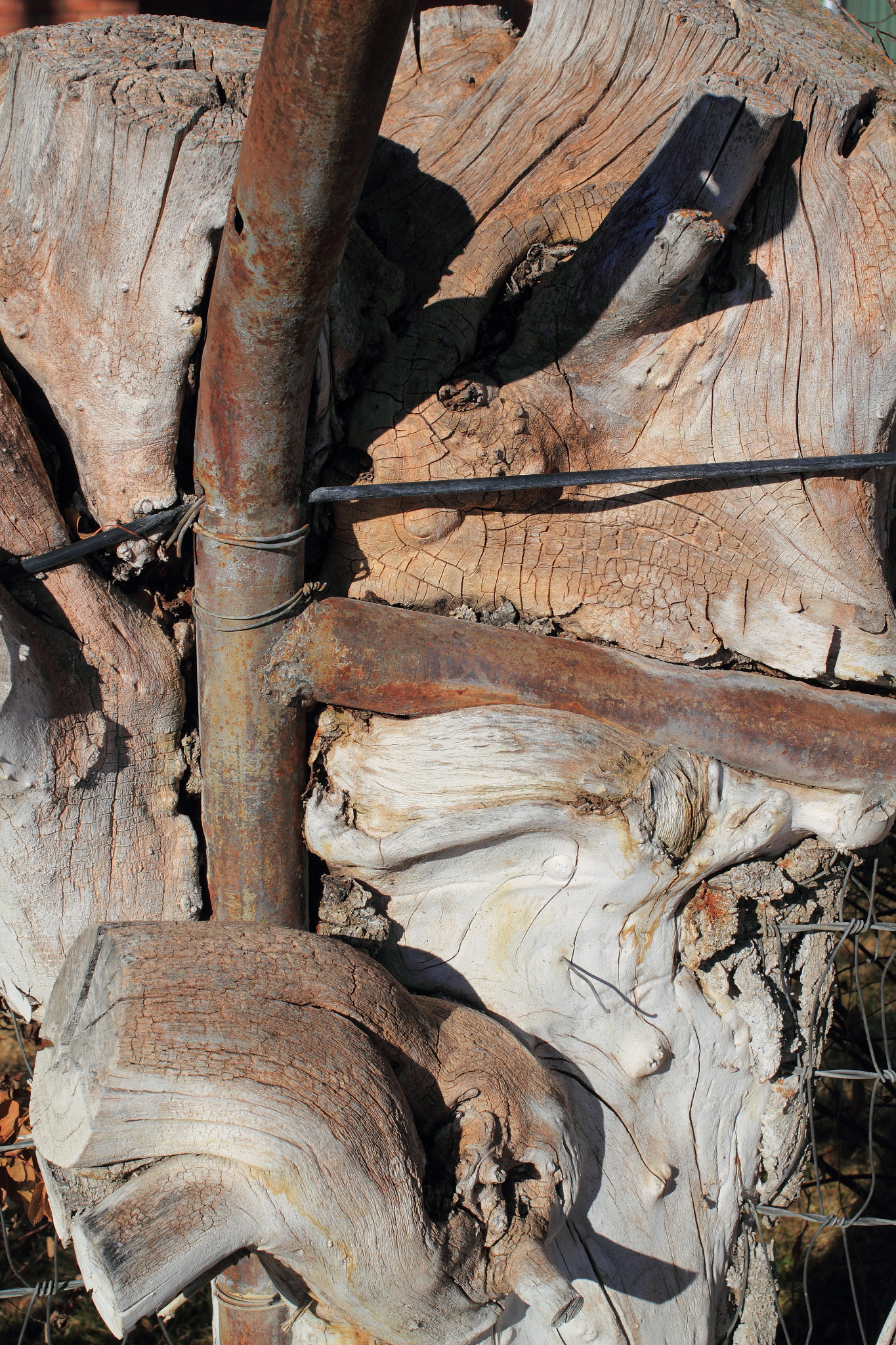 Canon EF 40mm F2.8 STM sample photo. Tree vs. fence photography