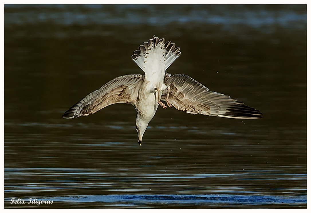 Canon EOS-1D X + Canon EF 500mm F4L IS USM sample photo. En picado photography
