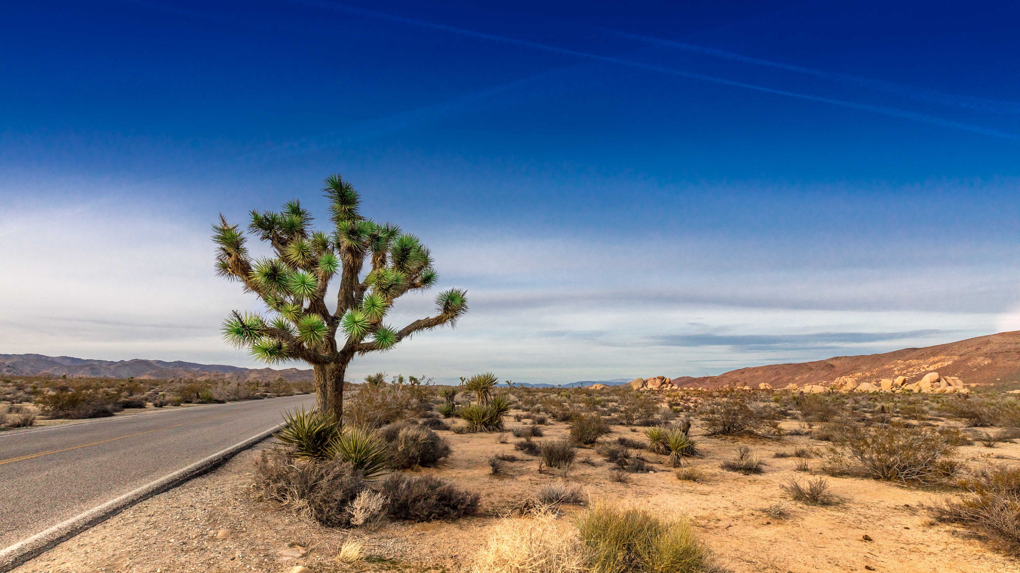 Canon EOS 5DS + Canon EF 300mm f/2.8L sample photo. The joshua tree photography