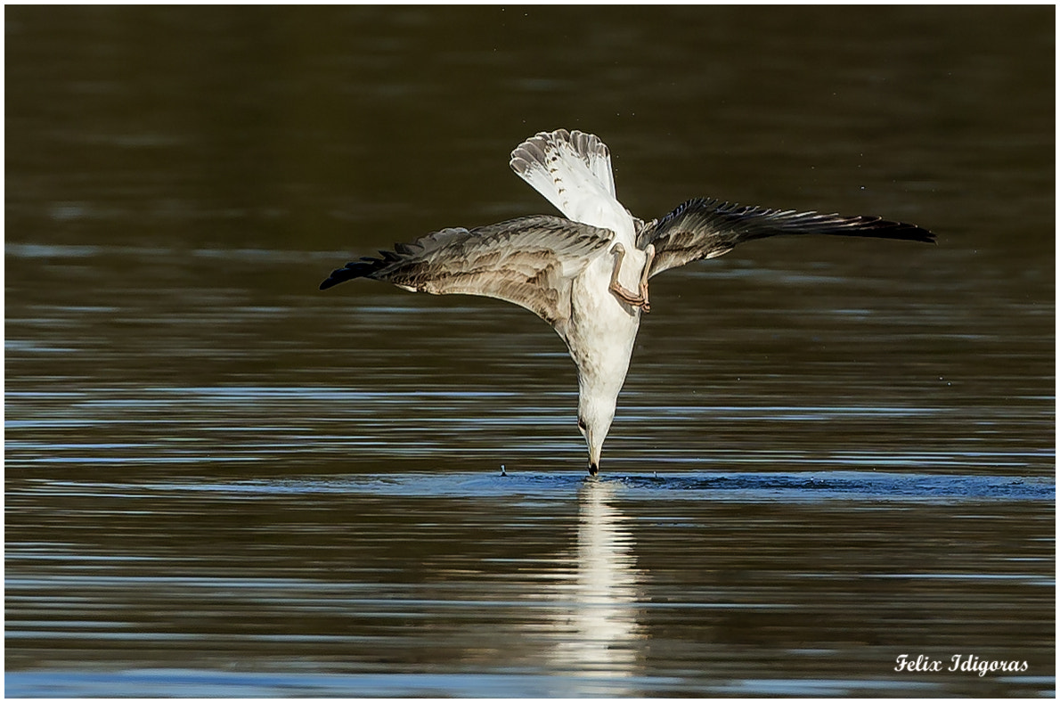Canon EOS-1D X + Canon EF 500mm F4L IS USM sample photo. En ataque photography