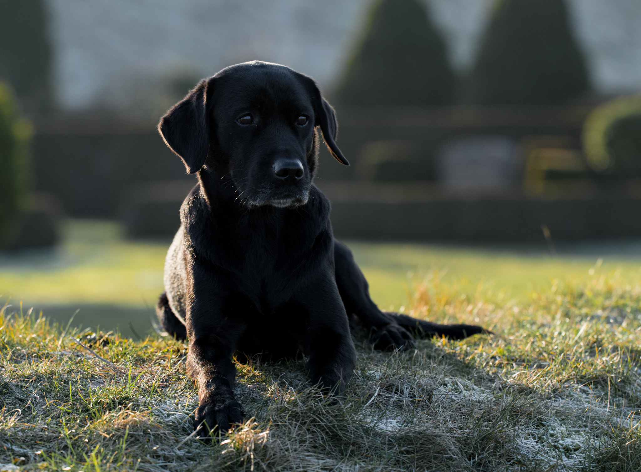 Sigma 150mm F2.8 EX DG OS Macro HSM sample photo. Black labrador photography
