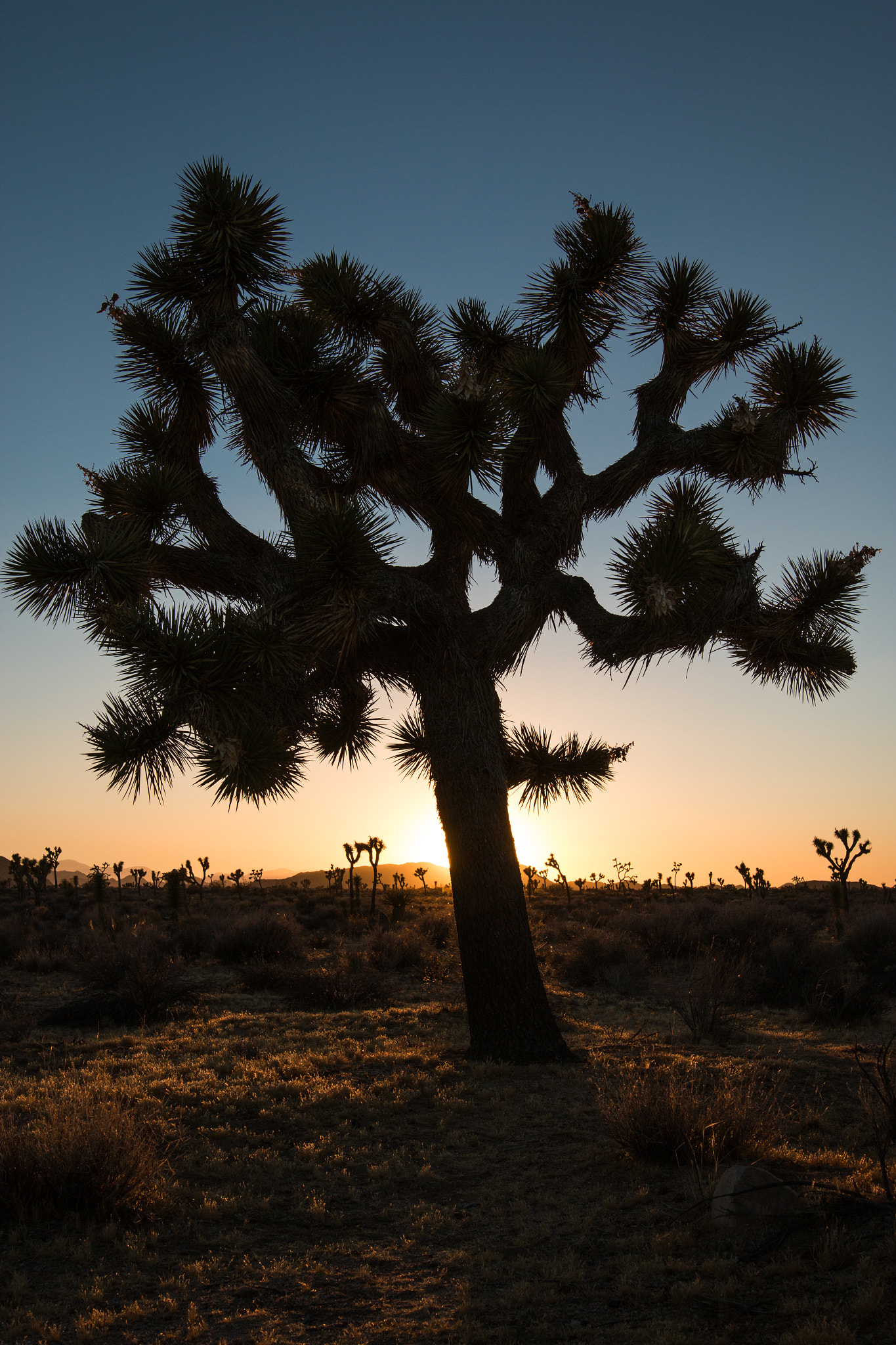 Sigma 24mm F1.4 DG HSM Art sample photo. Joshua tree's shadow photography