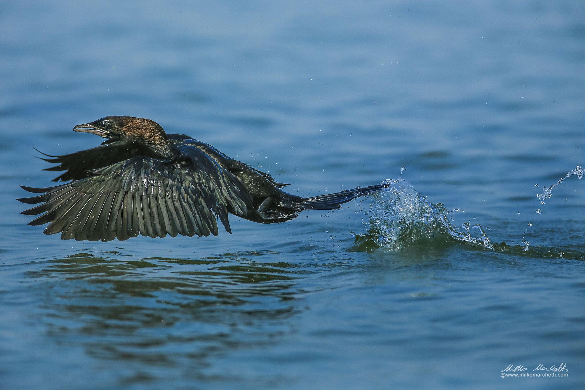 Canon EF 600mm F4L IS USM sample photo. Pygmy cormorant photography