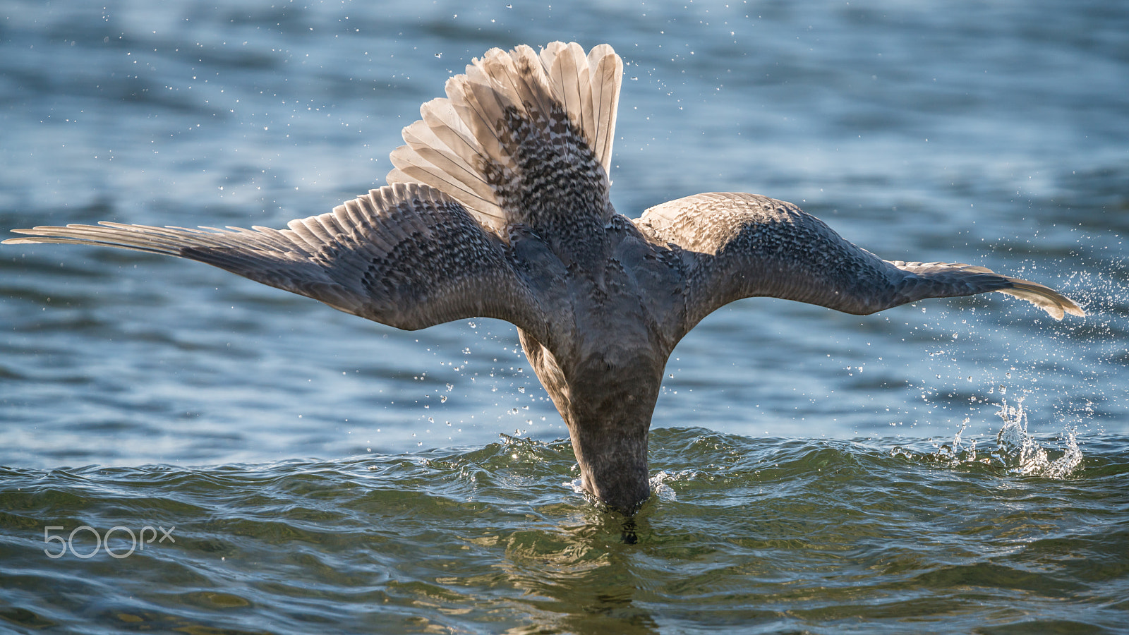 Sony a7R II + Tamron SP 150-600mm F5-6.3 Di VC USD sample photo. Seagull diving photography