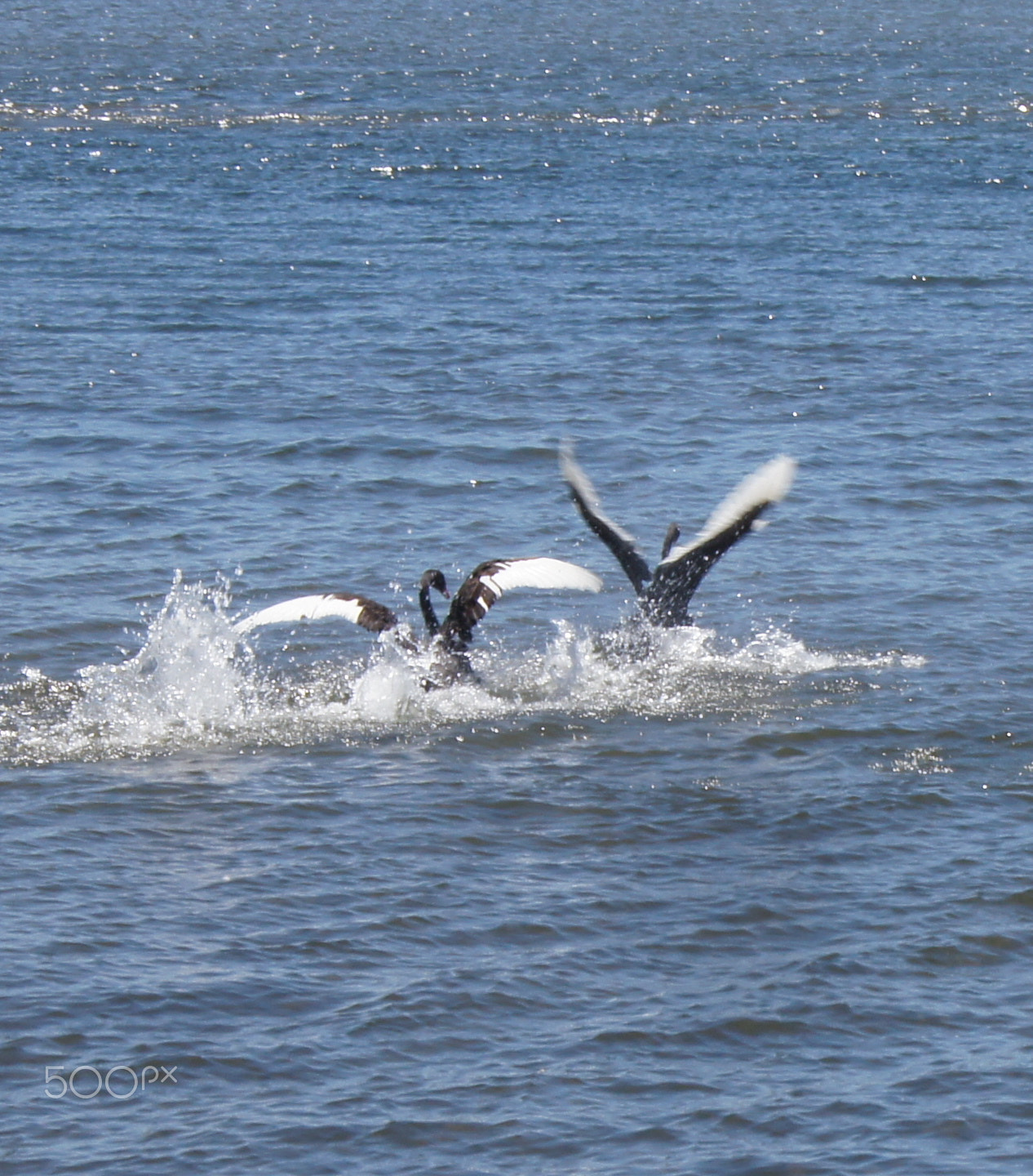Sony SLT-A55 (SLT-A55V) sample photo. Takeoff photography