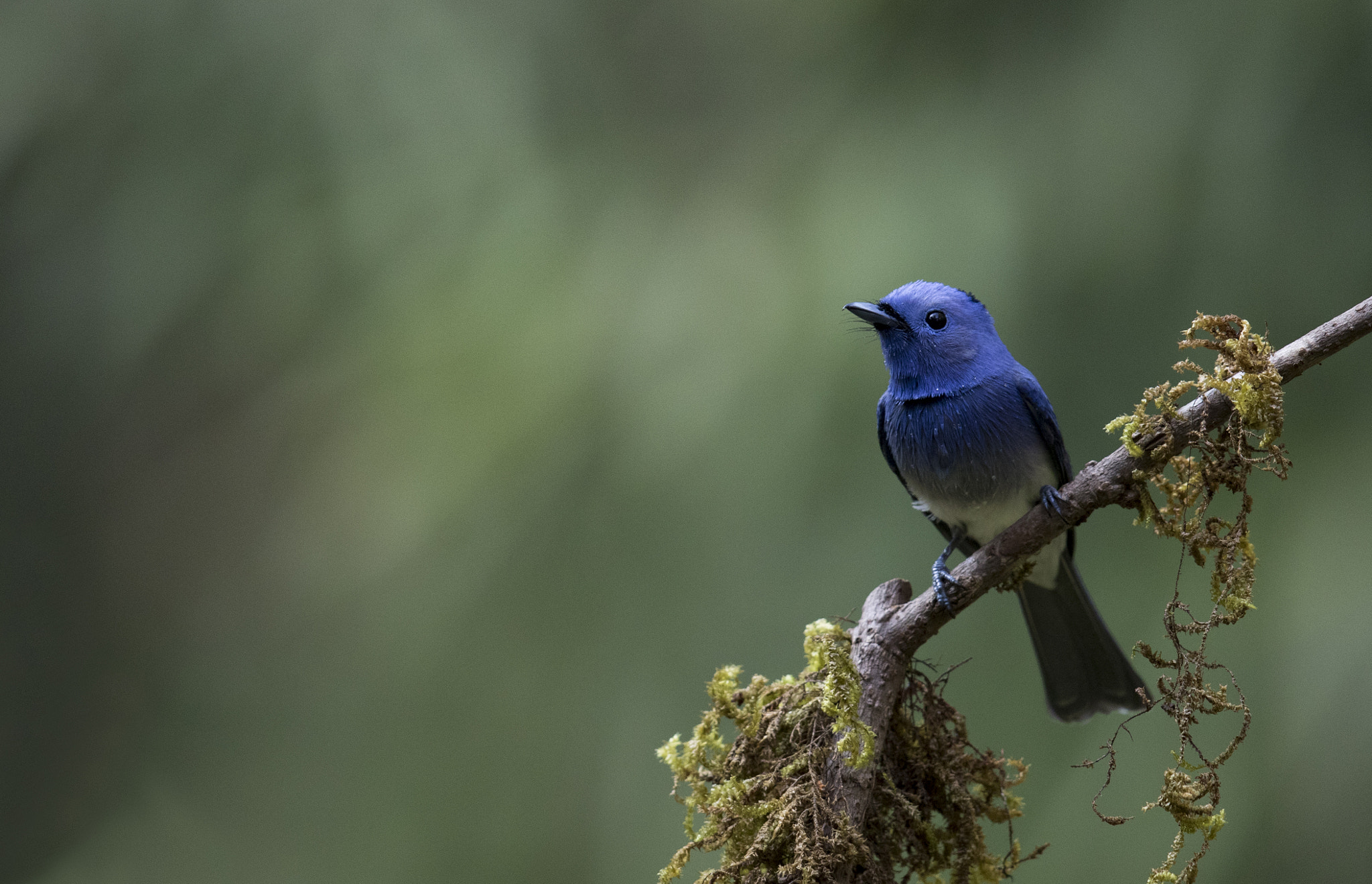 Canon EF 600mm F4L IS II USM sample photo. Black naped monarch photography