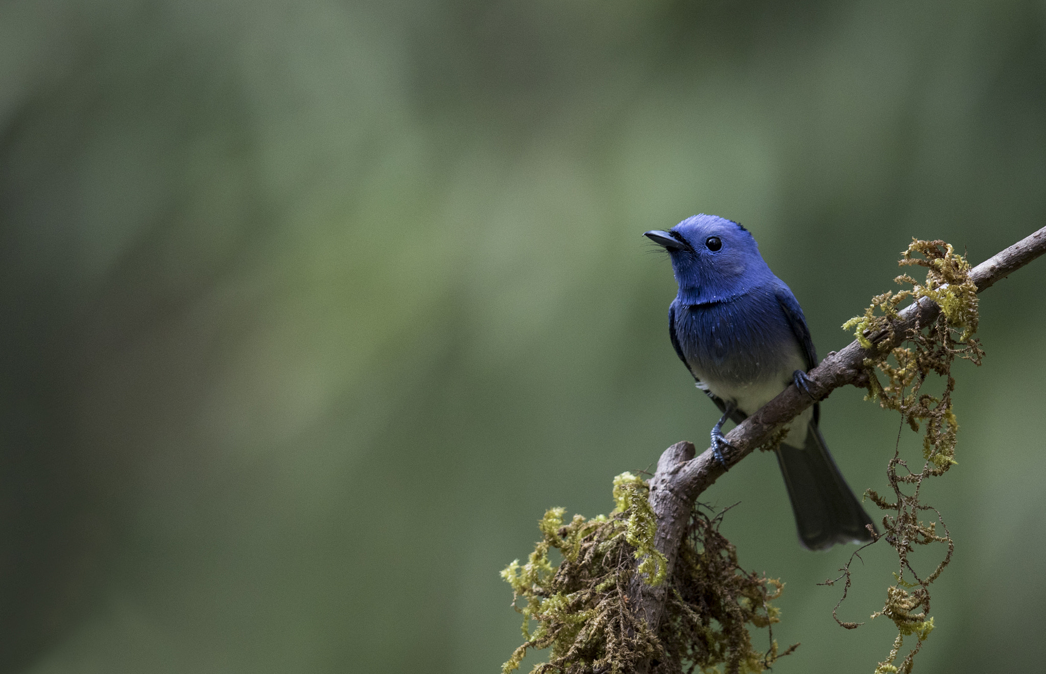 Canon EOS 7D Mark II + Canon EF 600mm F4L IS II USM sample photo. Black naped monarch photography