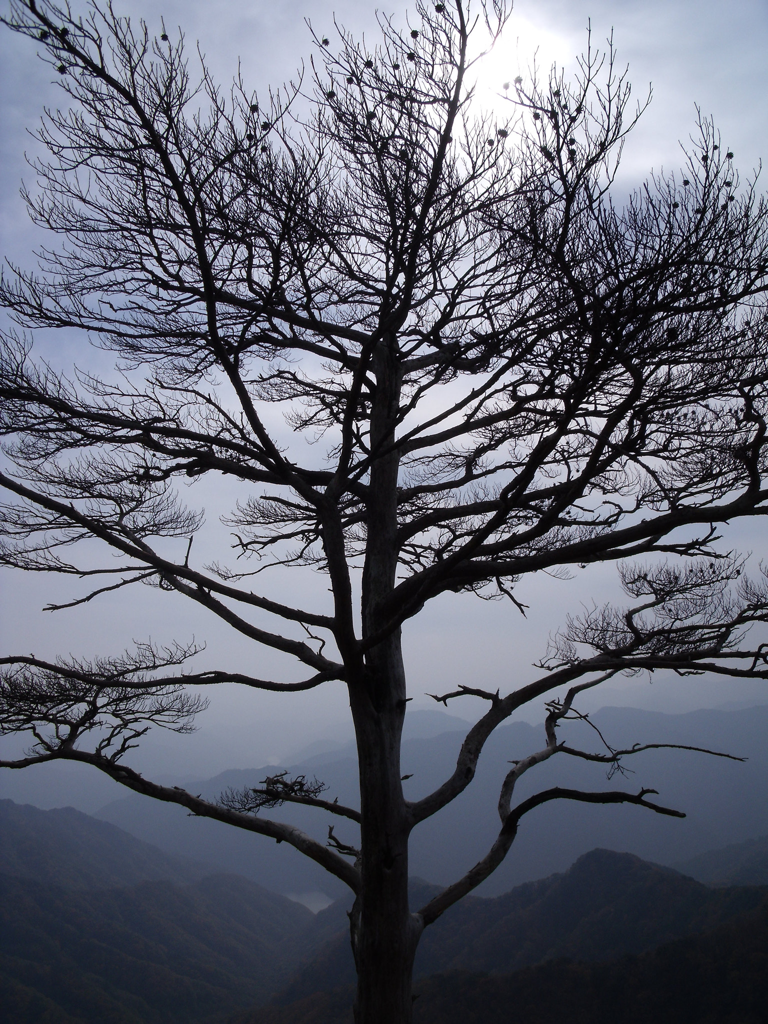 Fujifilm FinePix J110W sample photo. A dead pine tree photography