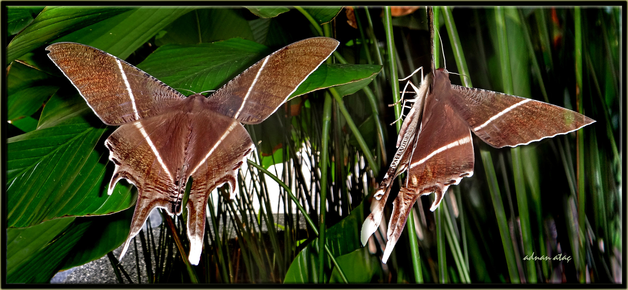 Sony DSC-TX100V sample photo. Tropikal kırlangıç güvesi - lyssa zampa - tropical swallowtail moth photography